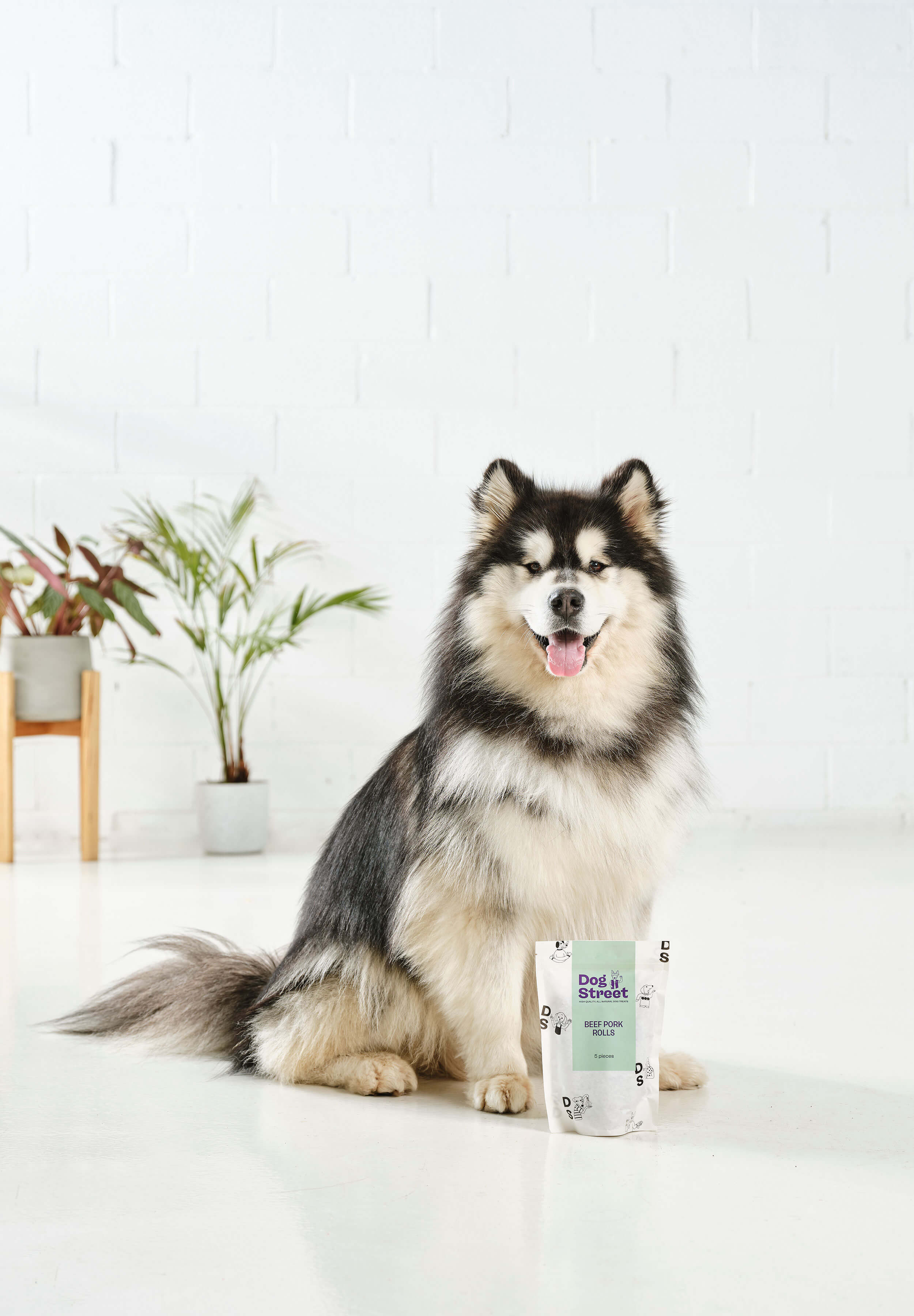 A husky sitting with a Dog Street Beef Pork Roll pack.