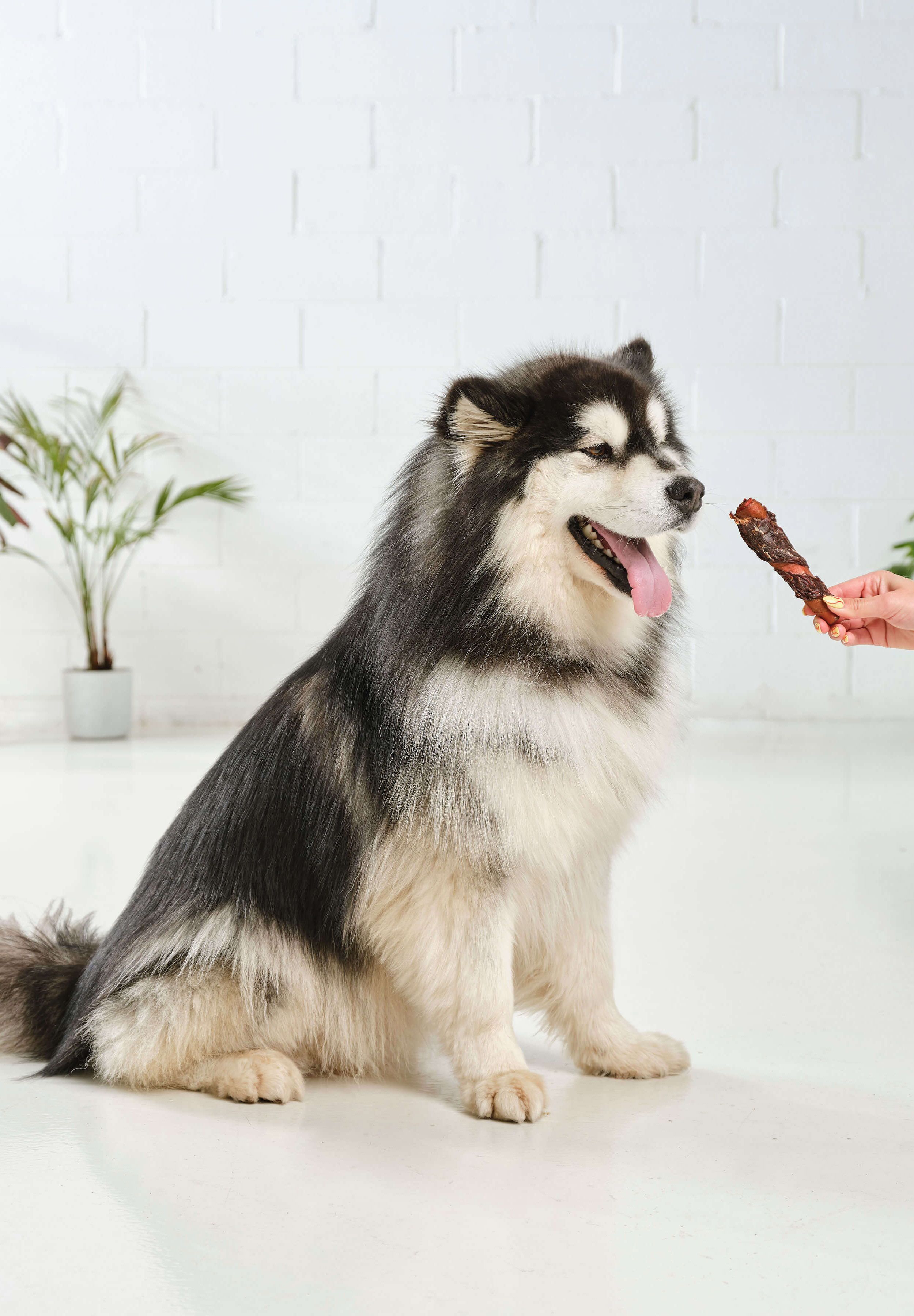 A husky looking longingly at a Dog Street Beef Pork Roll.