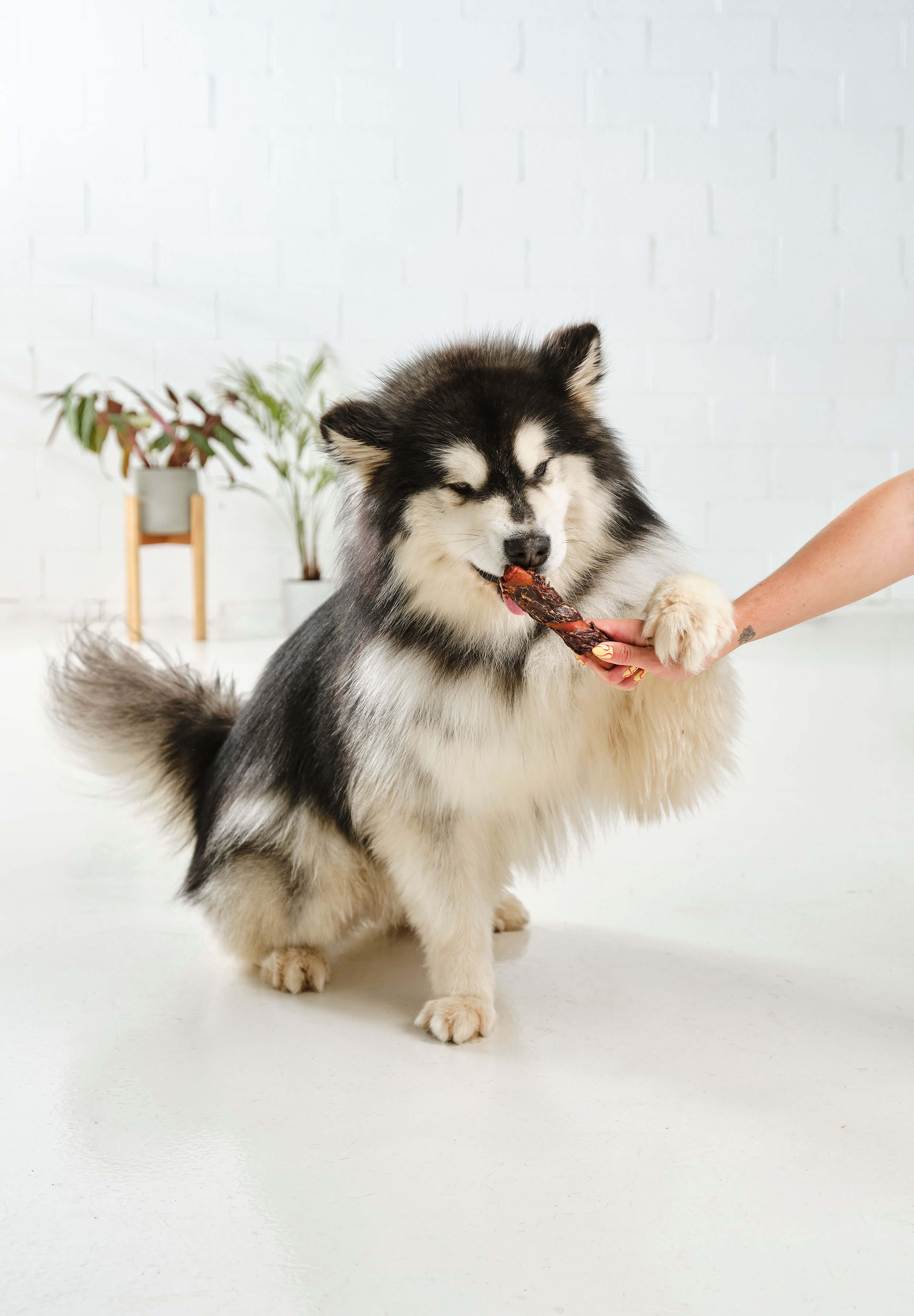 A husky pawing and chewing a Dog Street Beef Pork Roll out of a hand.