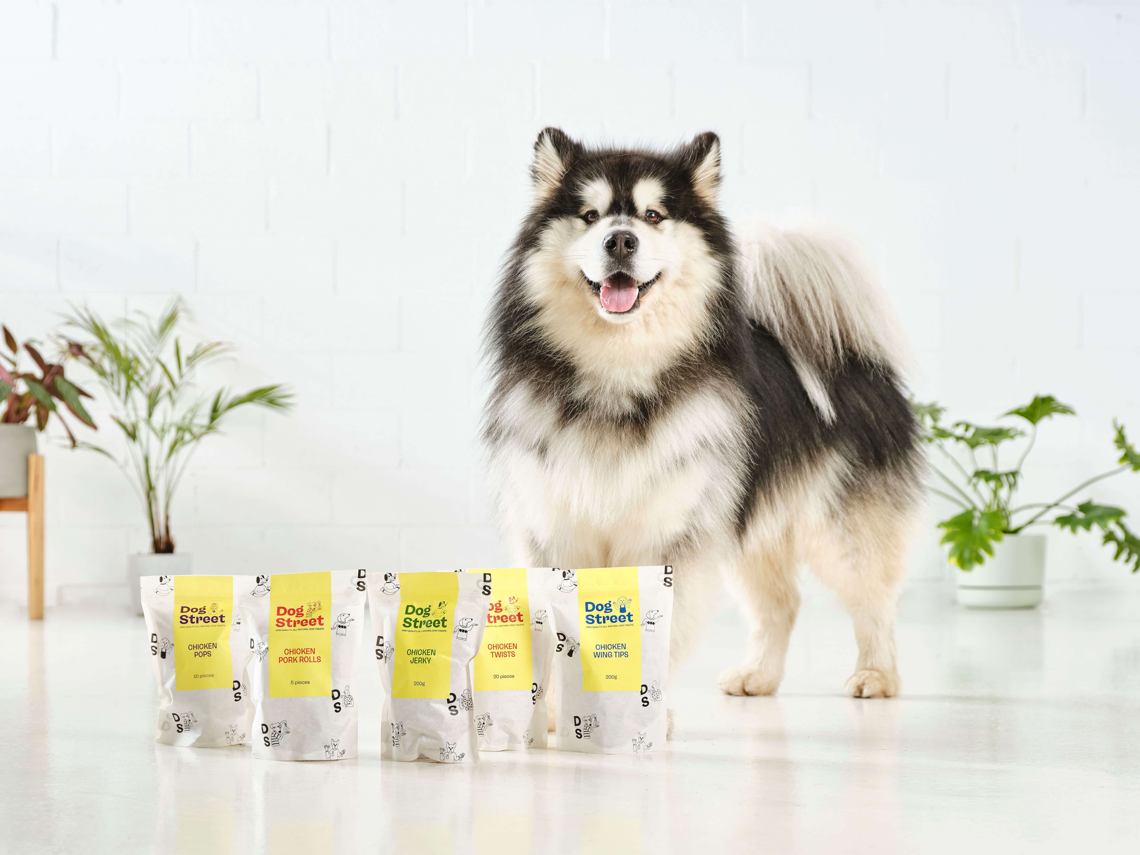 A happy husky standing with the Dog Street range of Chicken treats.