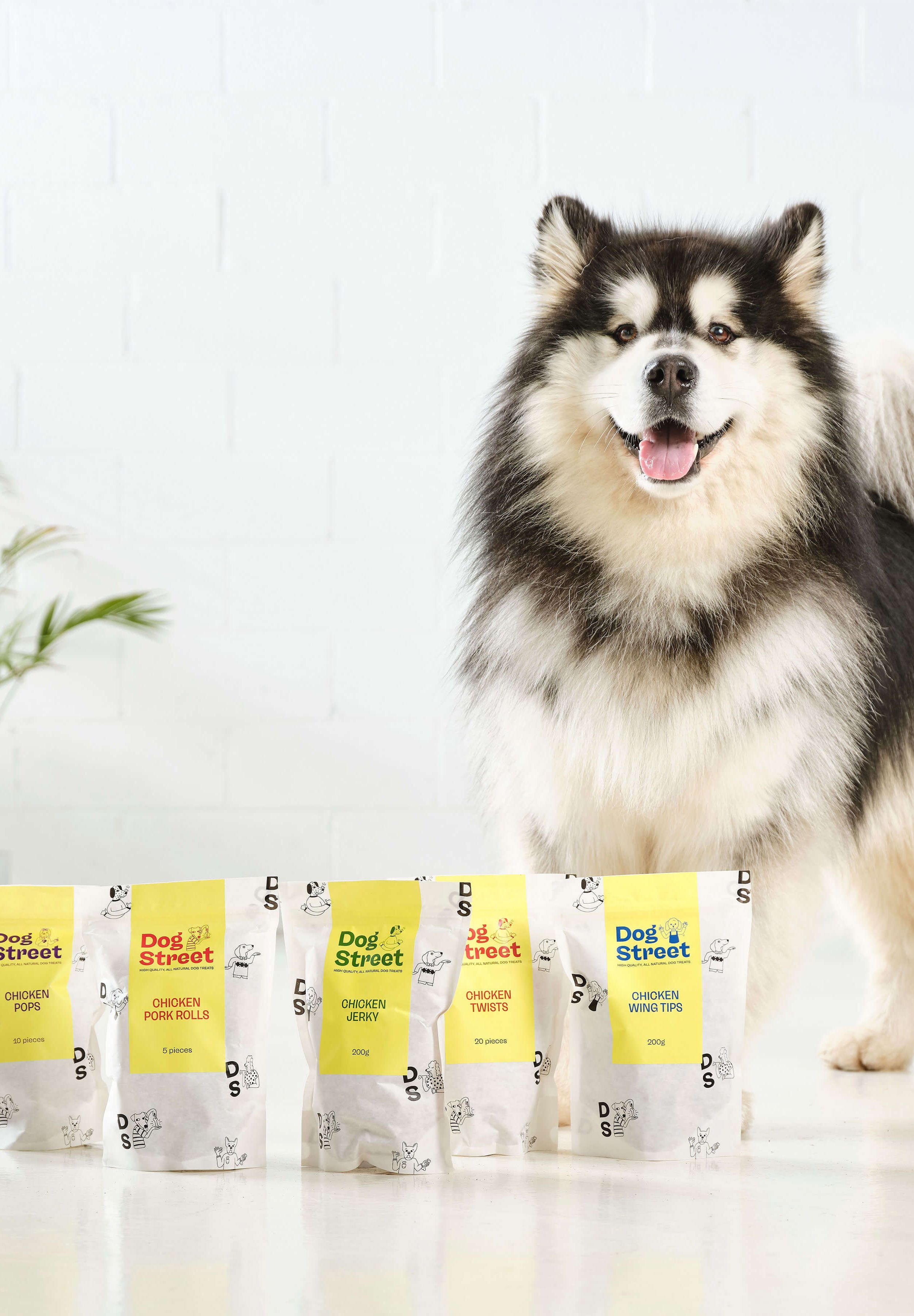 A happy husky standing with the Dog Street range of Chicken treats.