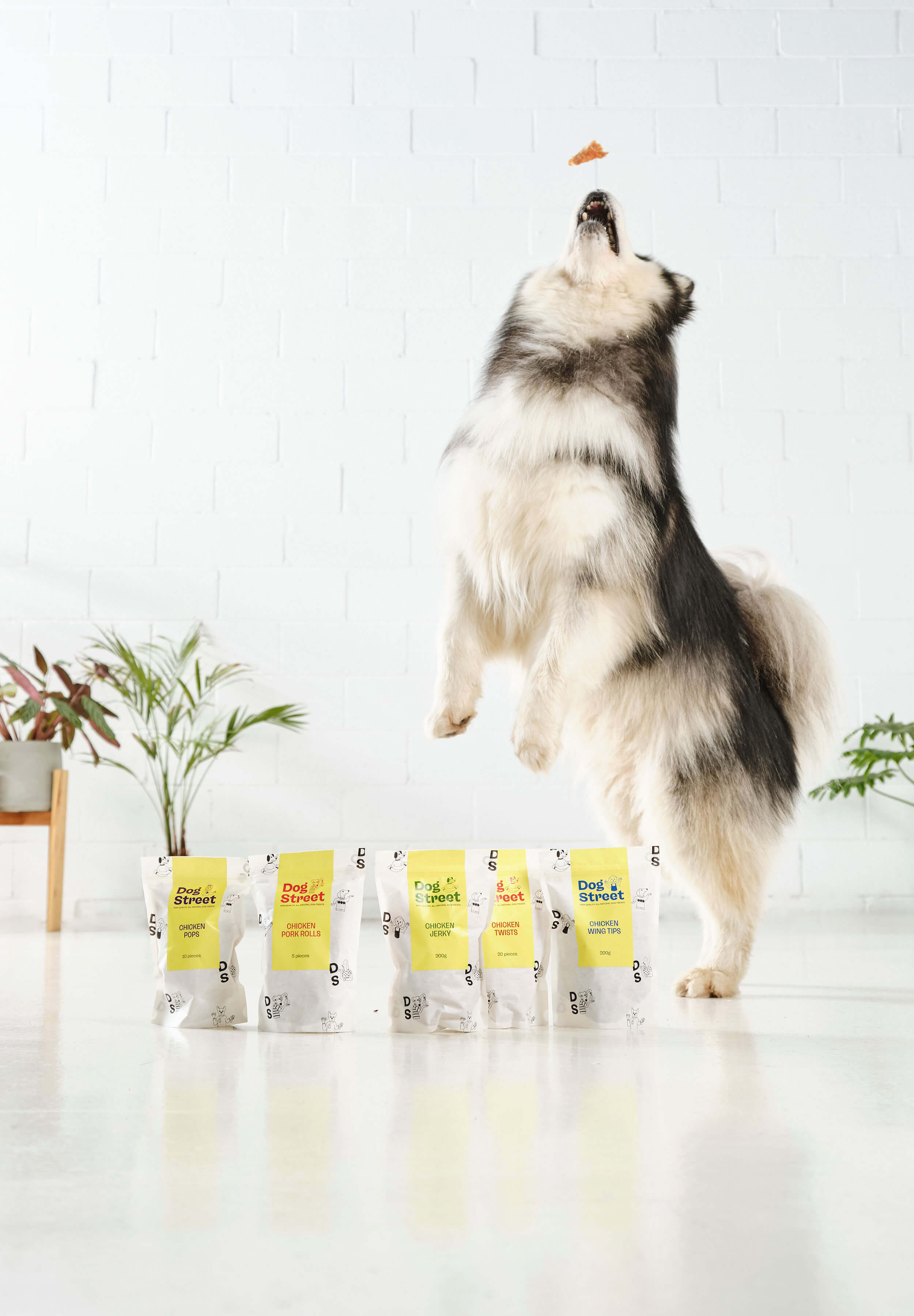 A husky jumping to eat some Dog Street Chicken Jerky, with the Dog Street Chicken range in the front.