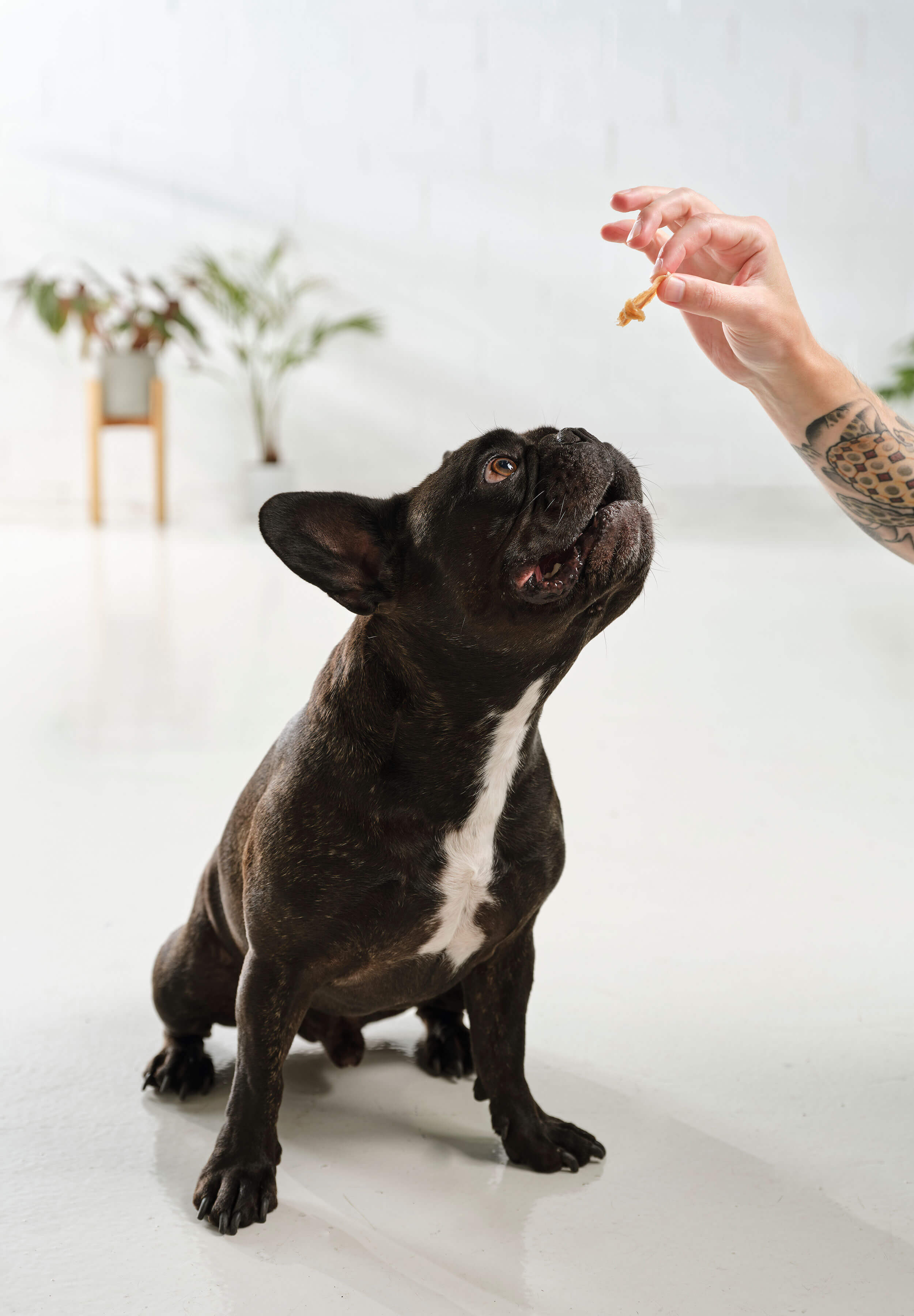 A french bulldog sitting and straining towards a piece of Dog Street Chicken Jerky held in a tattooed hand.