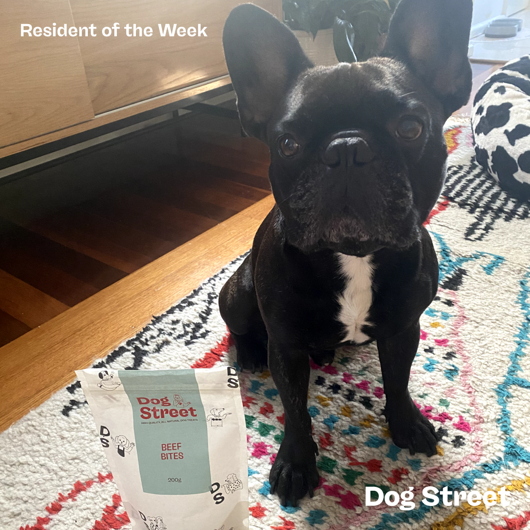 A french bulldog sitting on a coloured rug. 