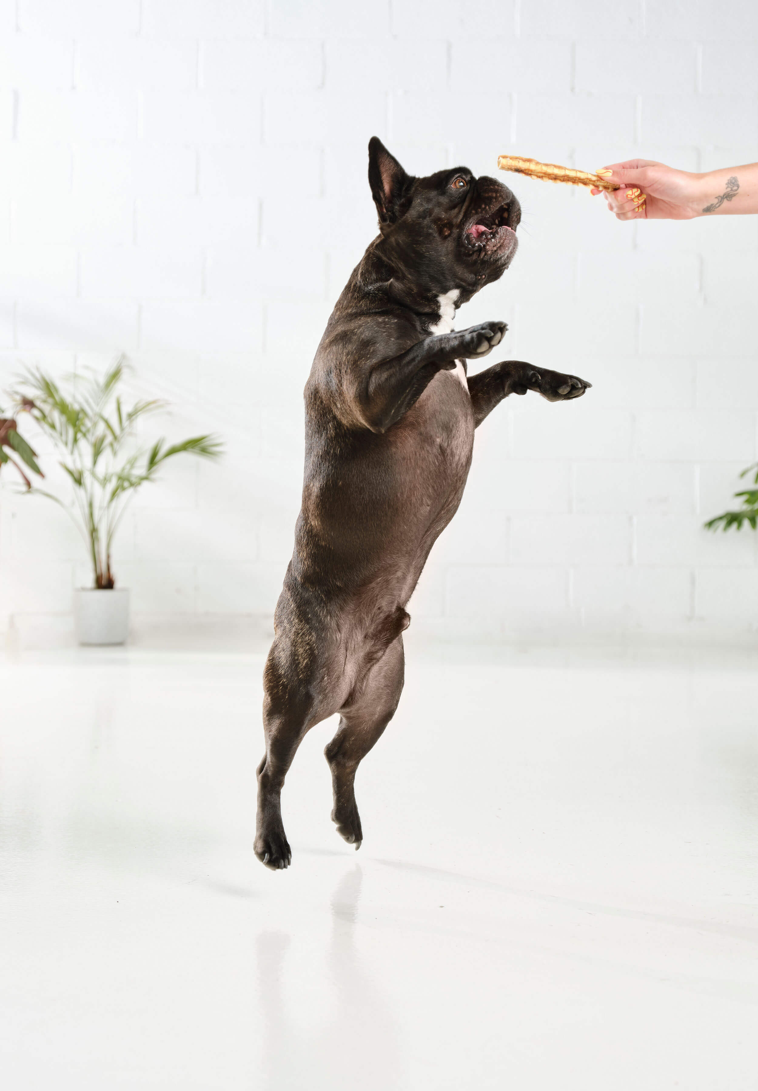 A french bulldog jumping up at a piece of Dog Street Shark Cartilage.