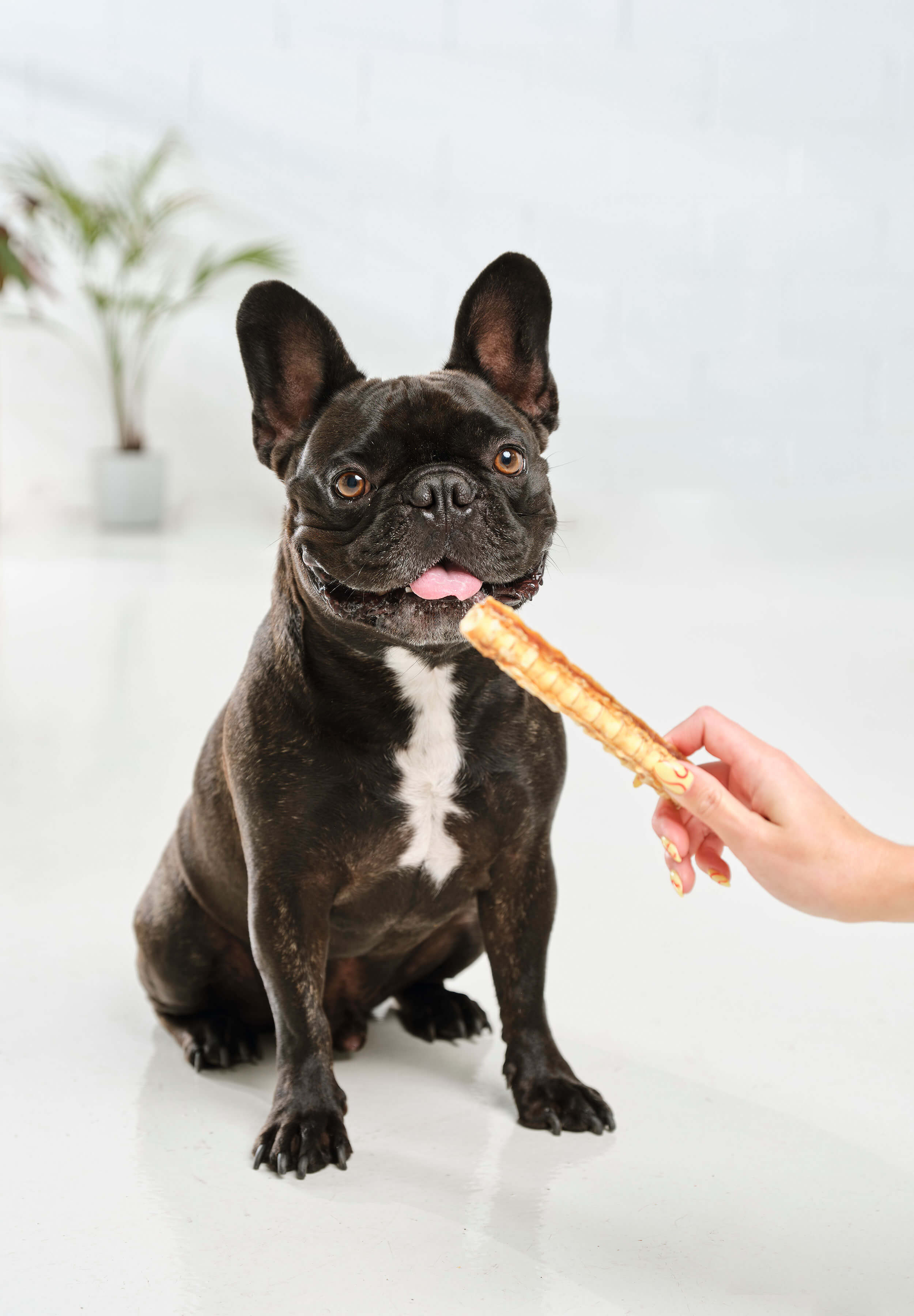 A french bulldog sitting, about to be rewarded with a Dog Street Shark Cartilage piece.