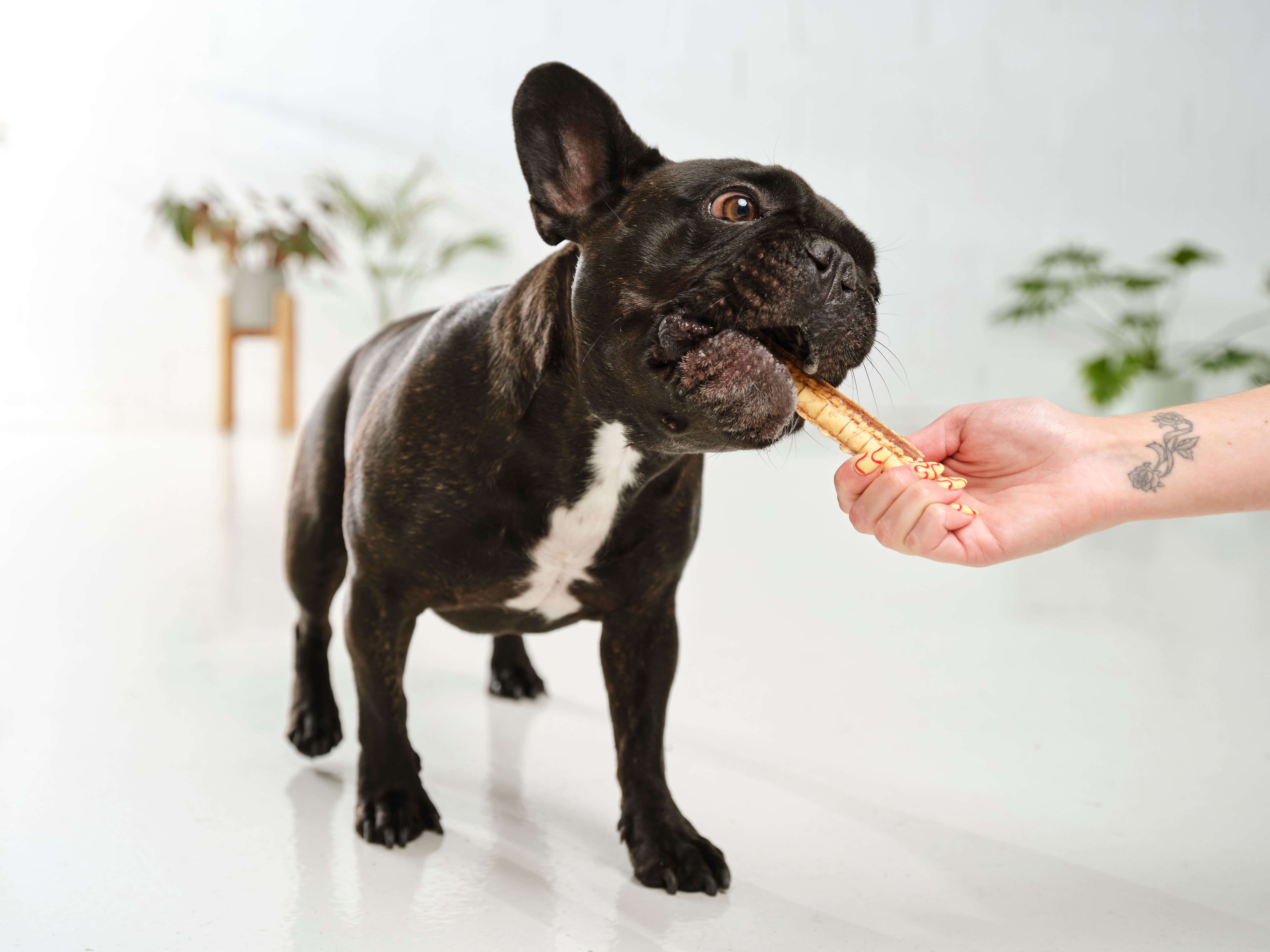 A french bulldog chomping on a Dog Street Shark Cartilage piece.