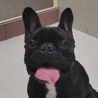 A french bulldog with his tongue out, smiling at the camera. 