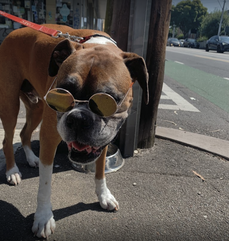 A boxer wearing sunglasses outside in the sun. 