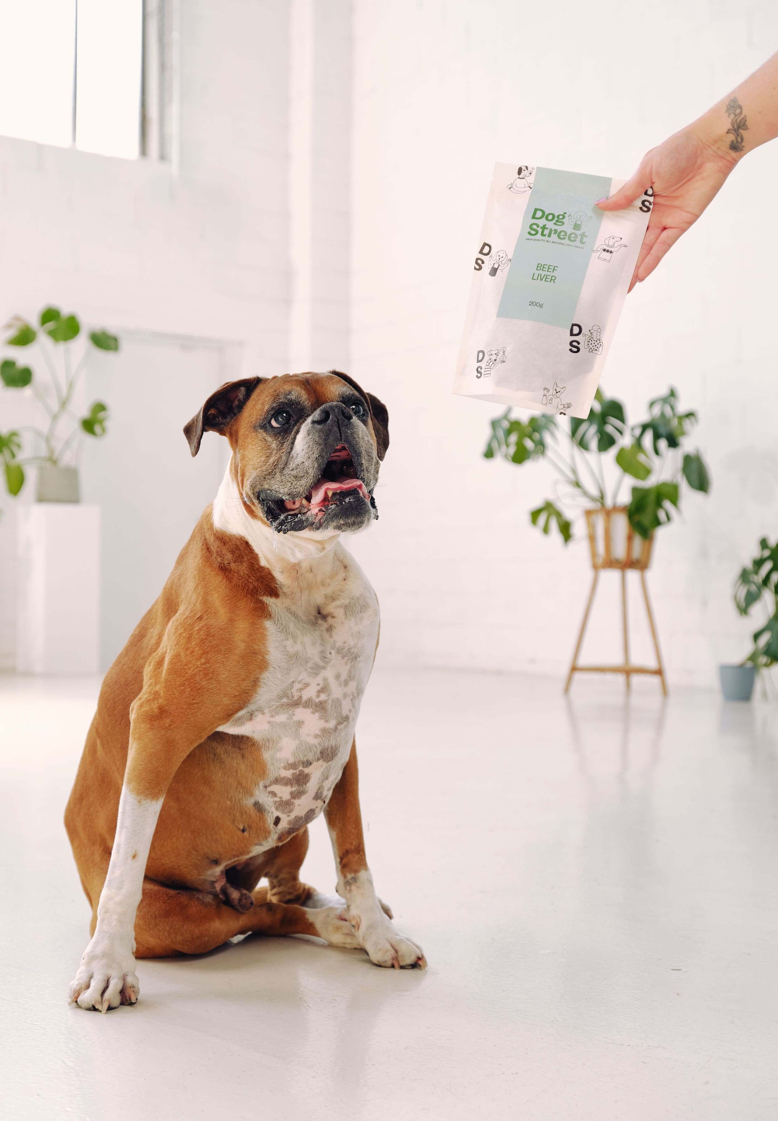 A boxer sits and stares at a hand holding a pack of Dog Street Beef Liver. 