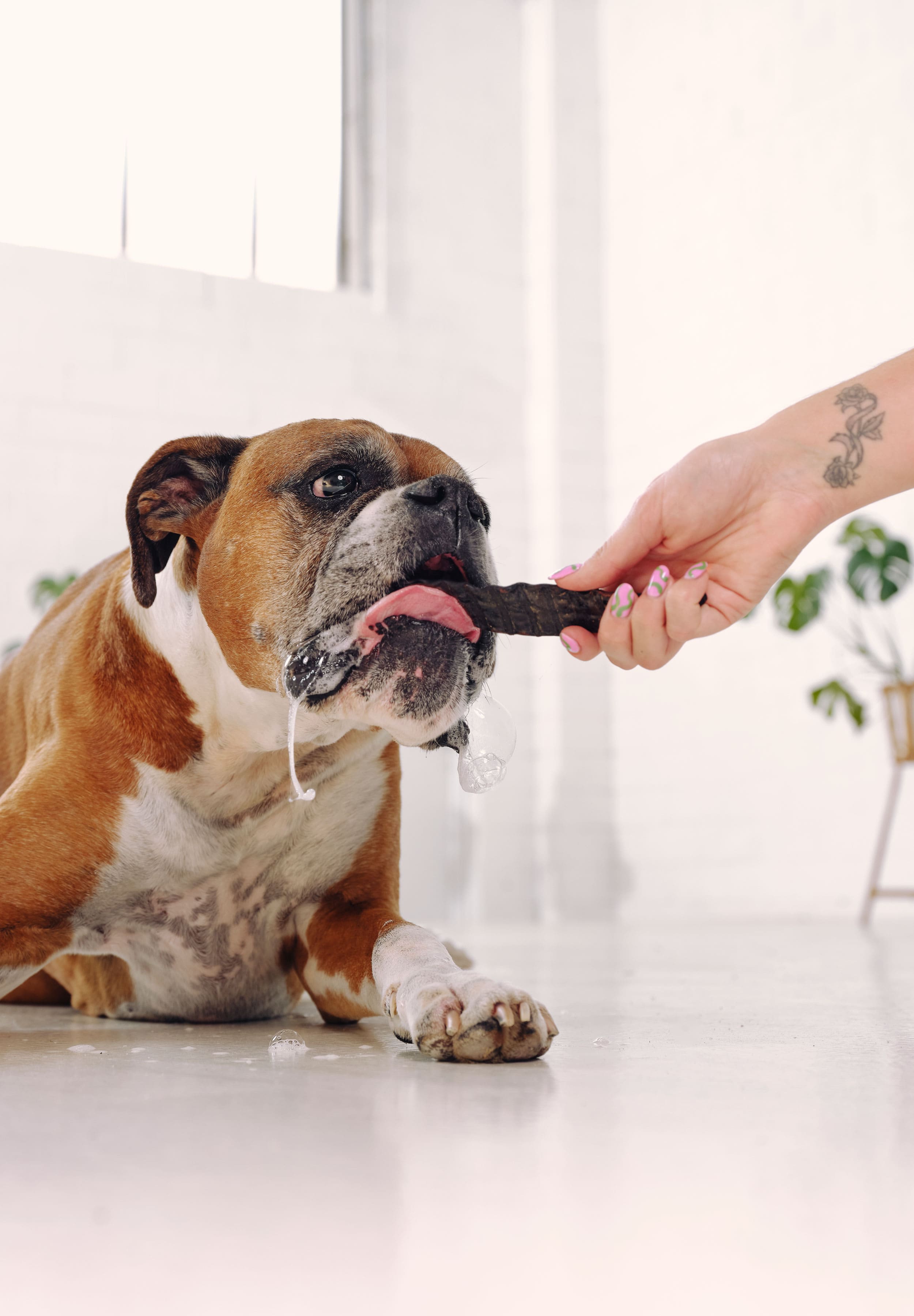 A boxer is laying down, drooling and eating Dog Street Beef Liver being held out to him. 