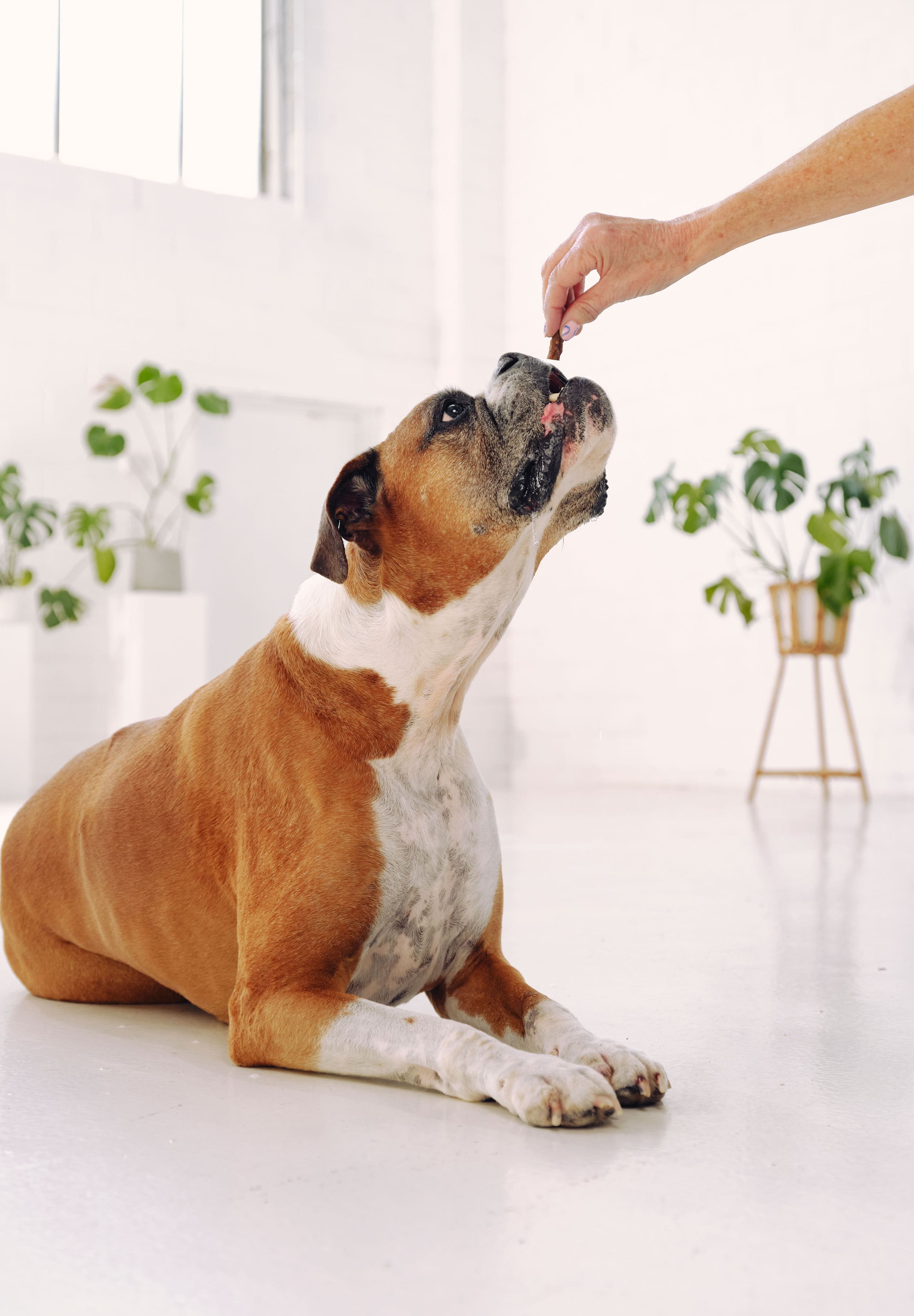 A boxer is laying down and reaching up to eat a Dog Street Bite from an outstretched hand.