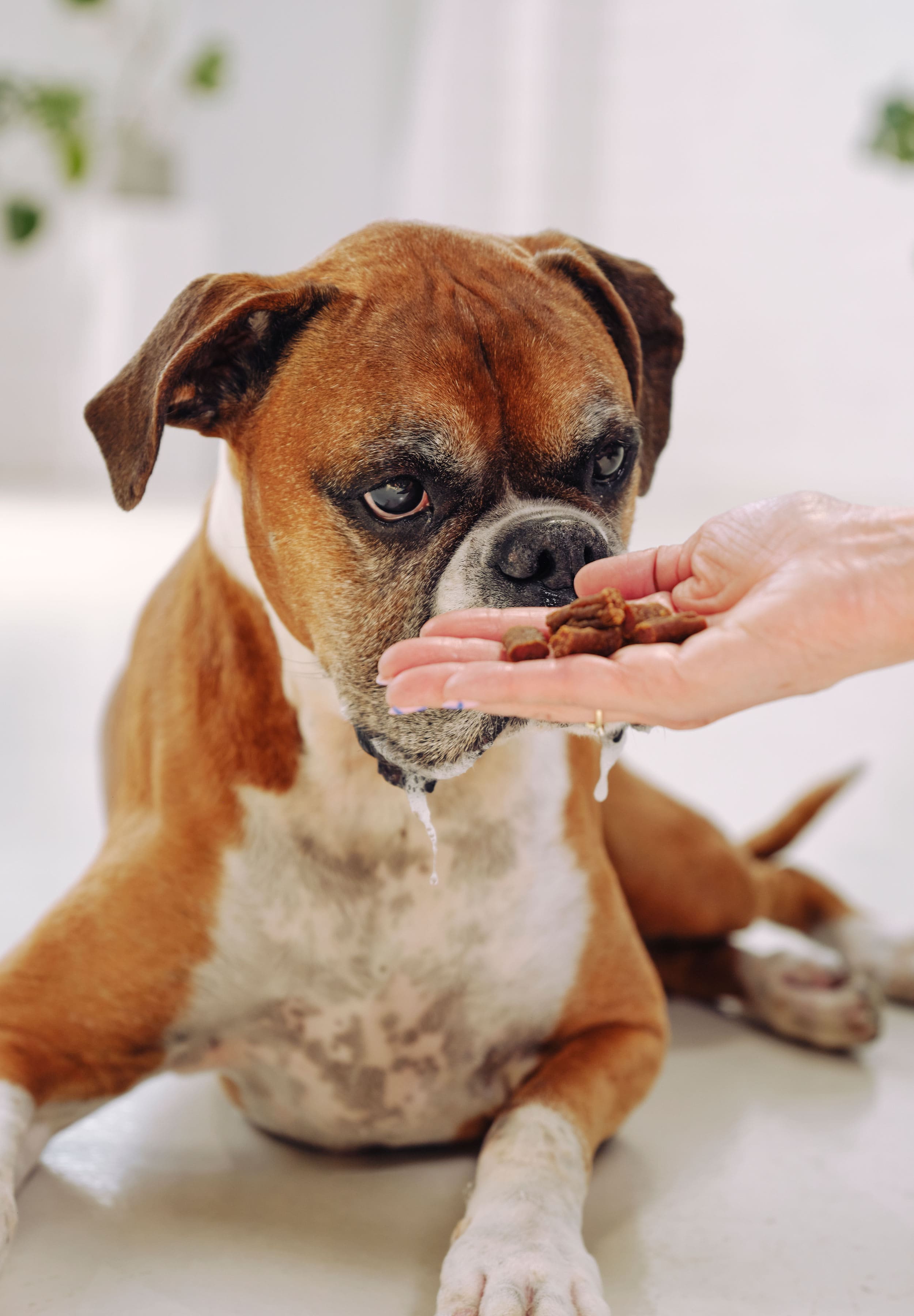 A boxer is laying down, drooling and eating Dog Street bites out of a cupped hand.