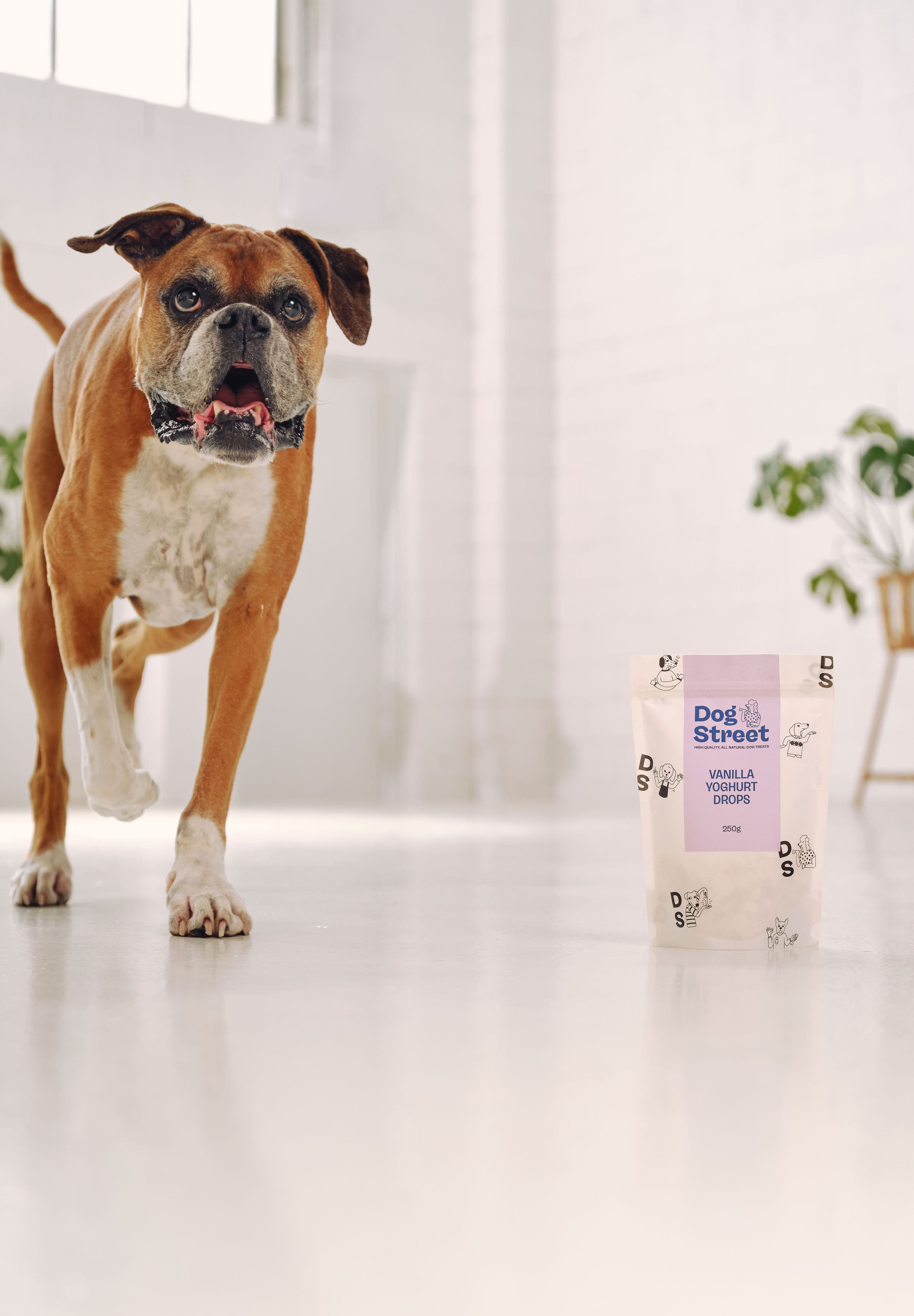 A boxer is running towards a pack of Dog Street Yoghurt Drops. 