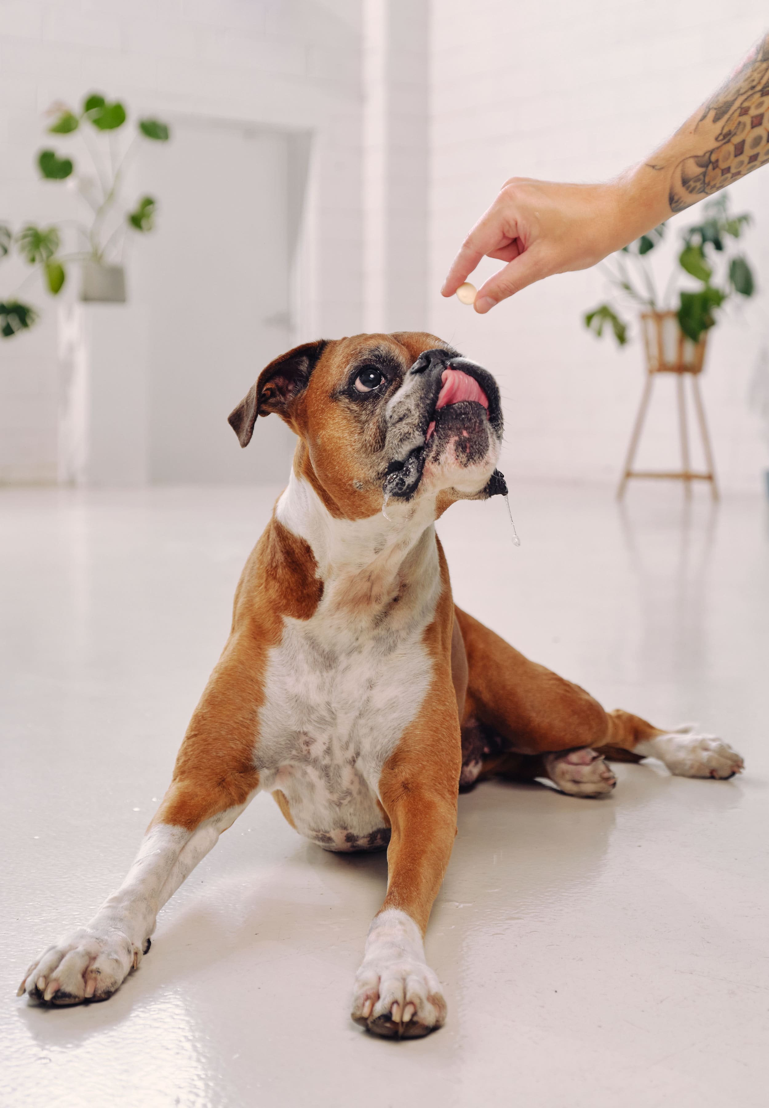 A boxer is laying down, licking his lips and leaning towards a Dog Street Yoghurt Drop held out to him. 