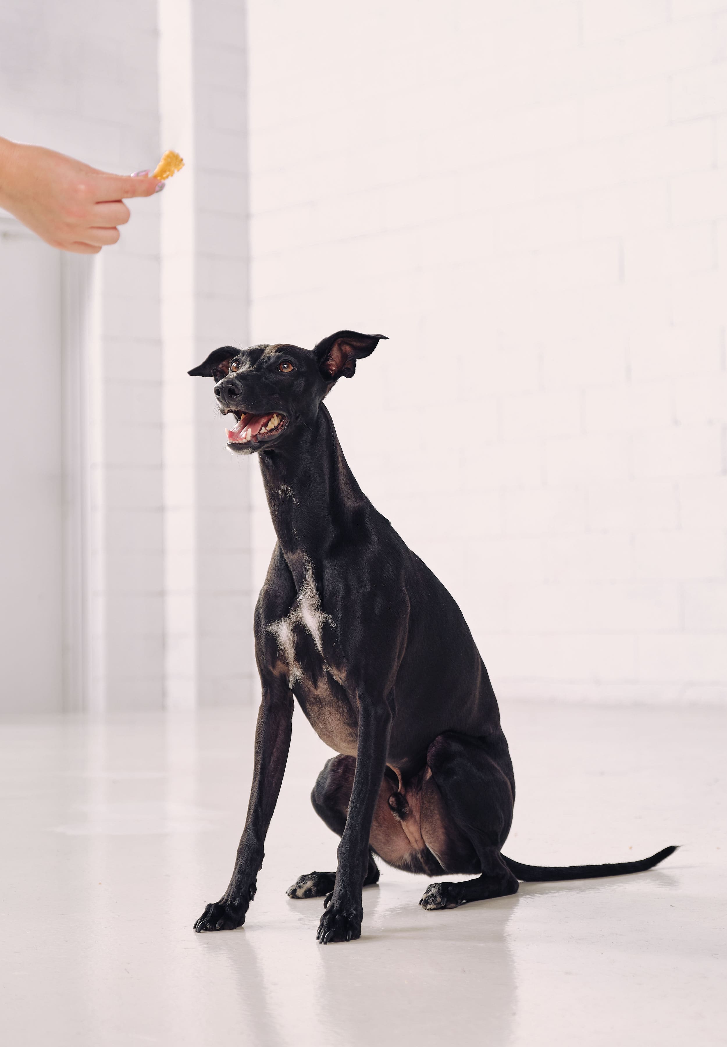 A whippet sits and stares at a Dog Street Calamari Crisp.