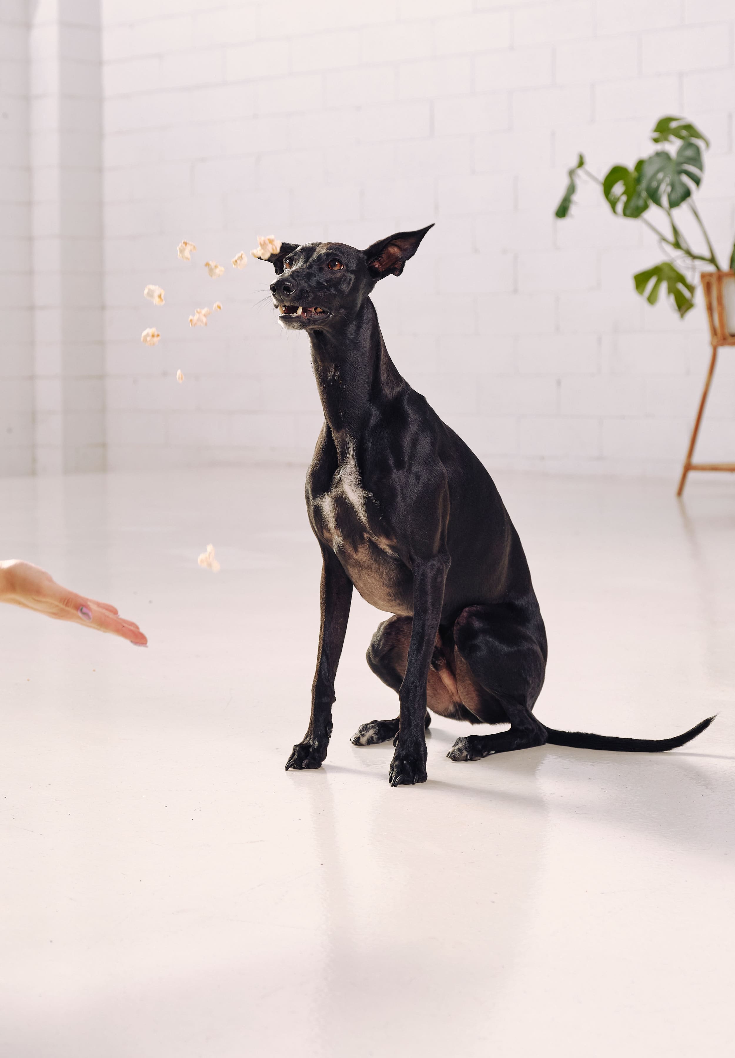 A whippet is sitting while a hand throws Dog Street Popcorn into the air. 