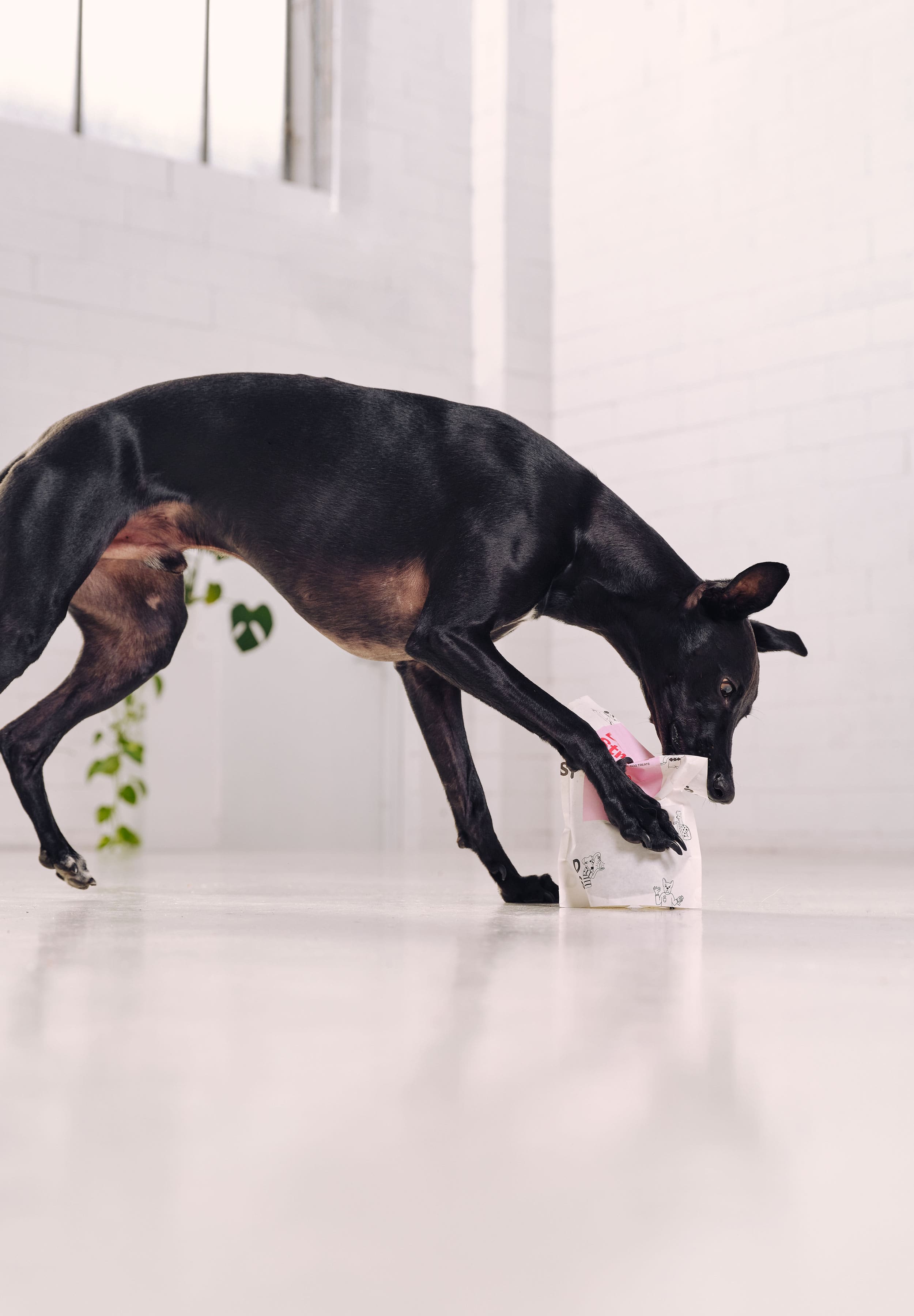 A whippet jumps and starts eating a pack of Dog Street Roo Bites. 