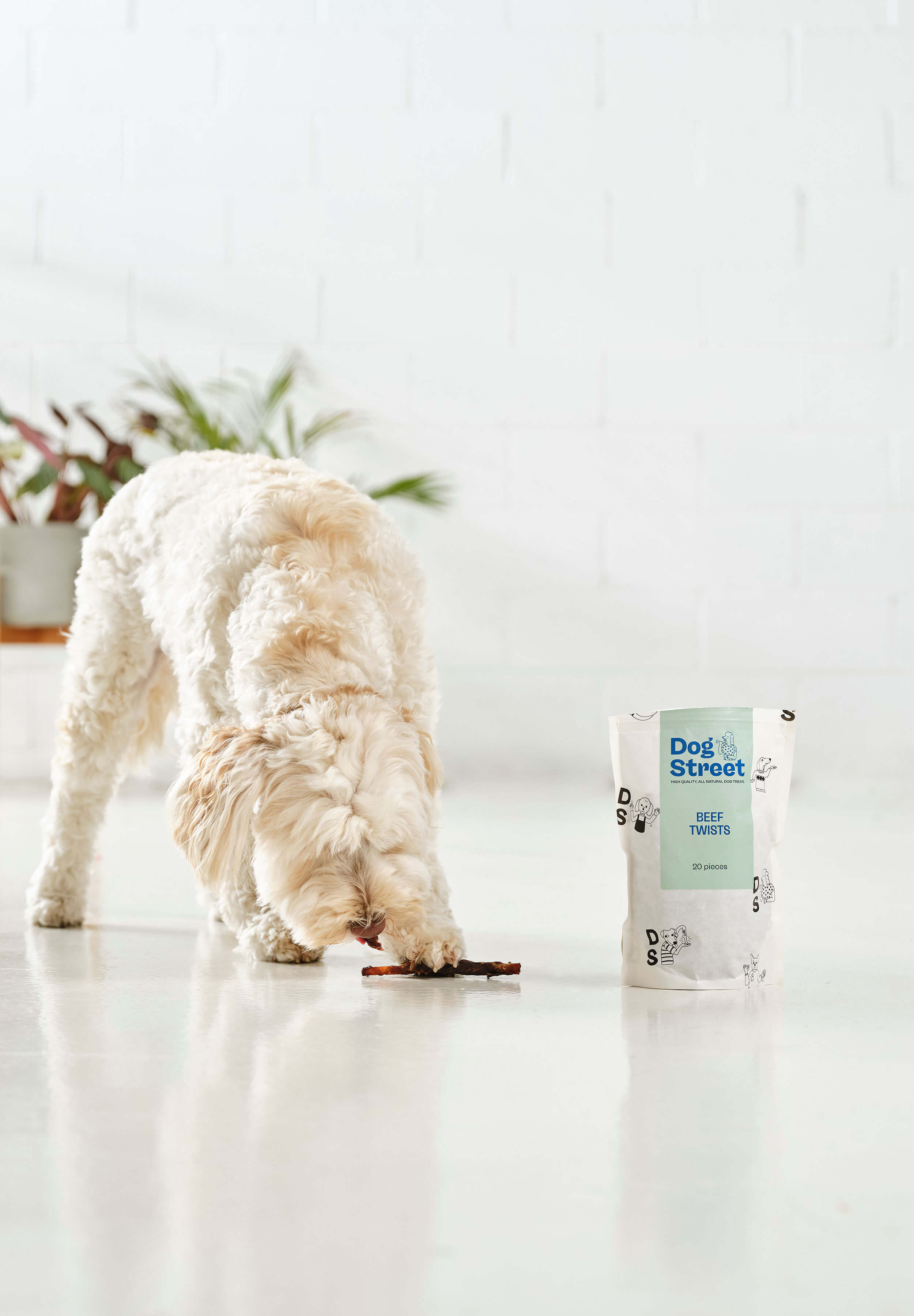 A white poodle eating a Dog Street Beef Twist next to the resealable pack. 