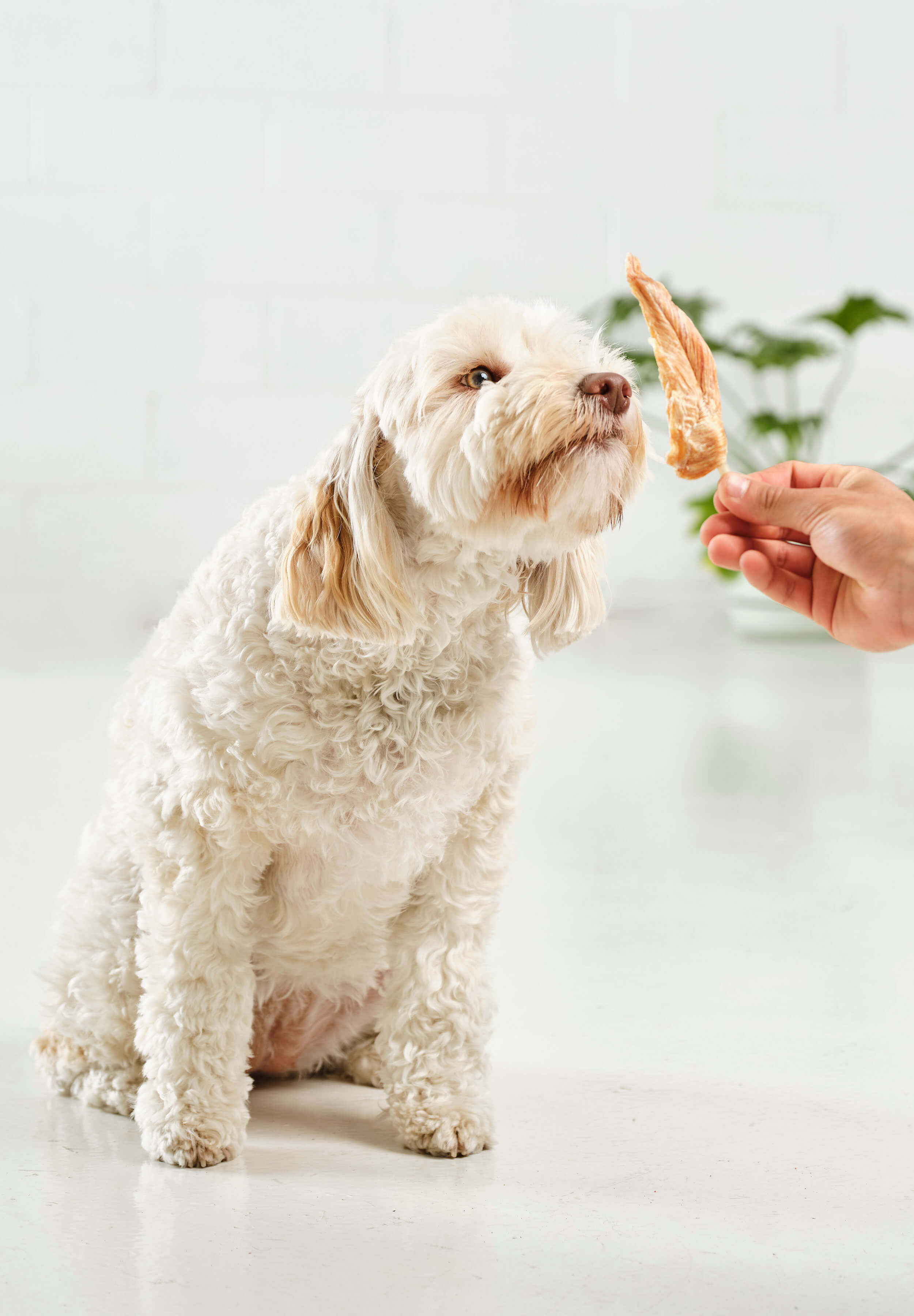 A white poodle sitting and sniffing a Dog Street Chicken Pop. 