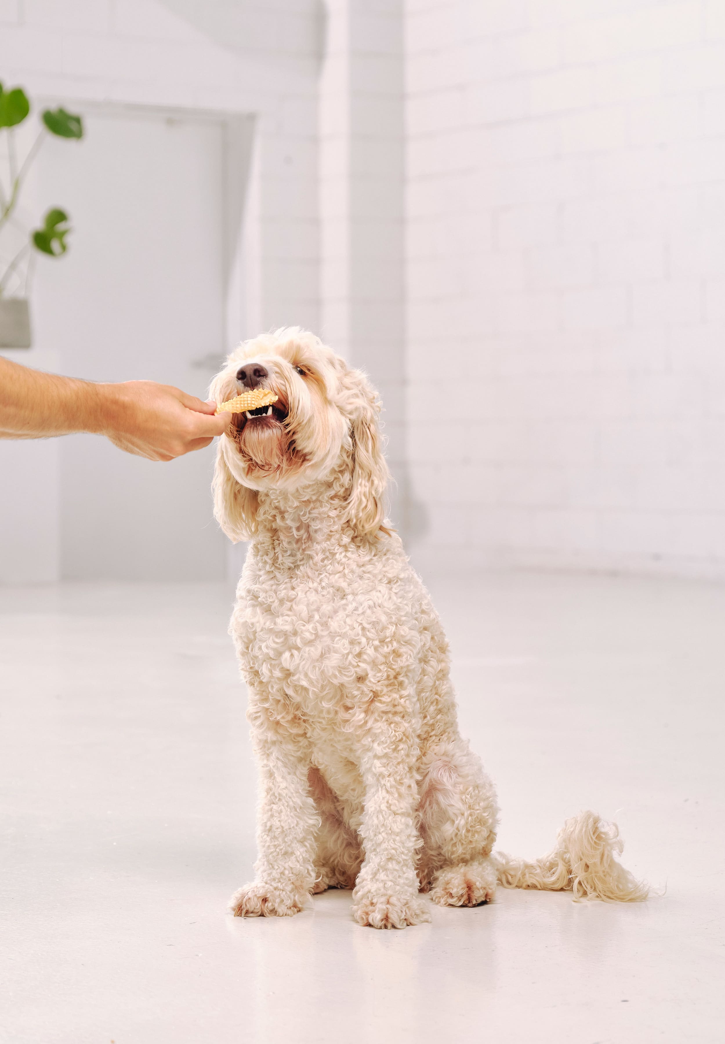 A schnoodle sitting and eating a Dog Street Calamari Crisp from an outstretched hand. 