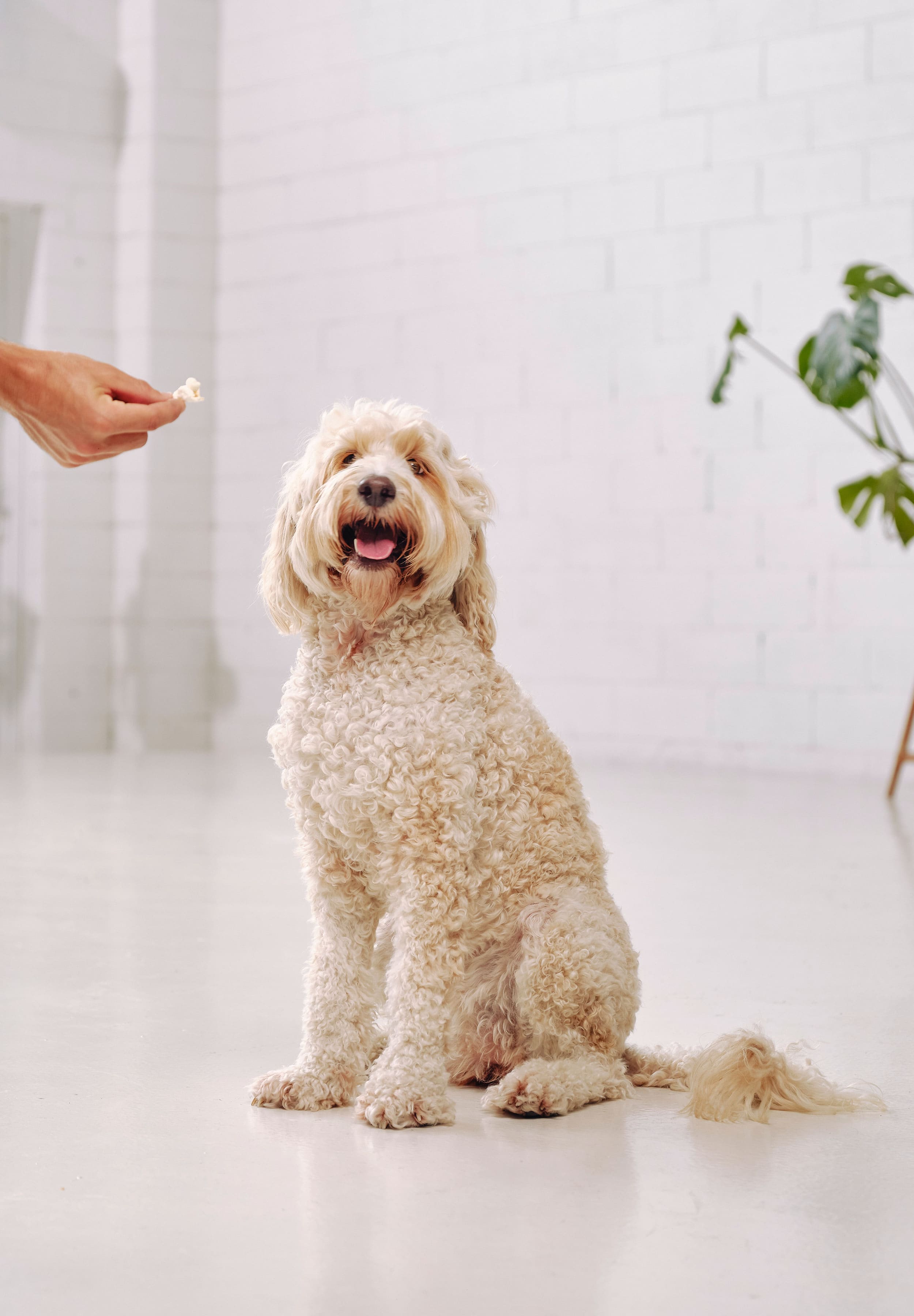 A schnoodle is sitting and staring at the camera, waiting to be fed a piece of Dog Street Popcorn. 