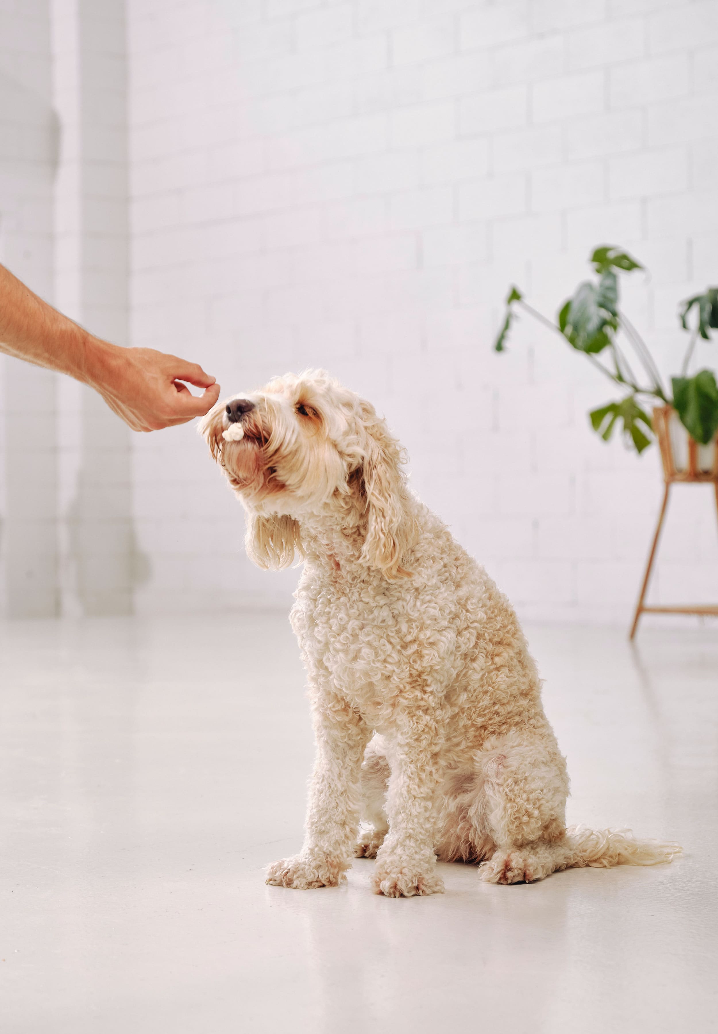 A schnoodle sitting and eating a piece of Dog Street Popcorn from a hand. 