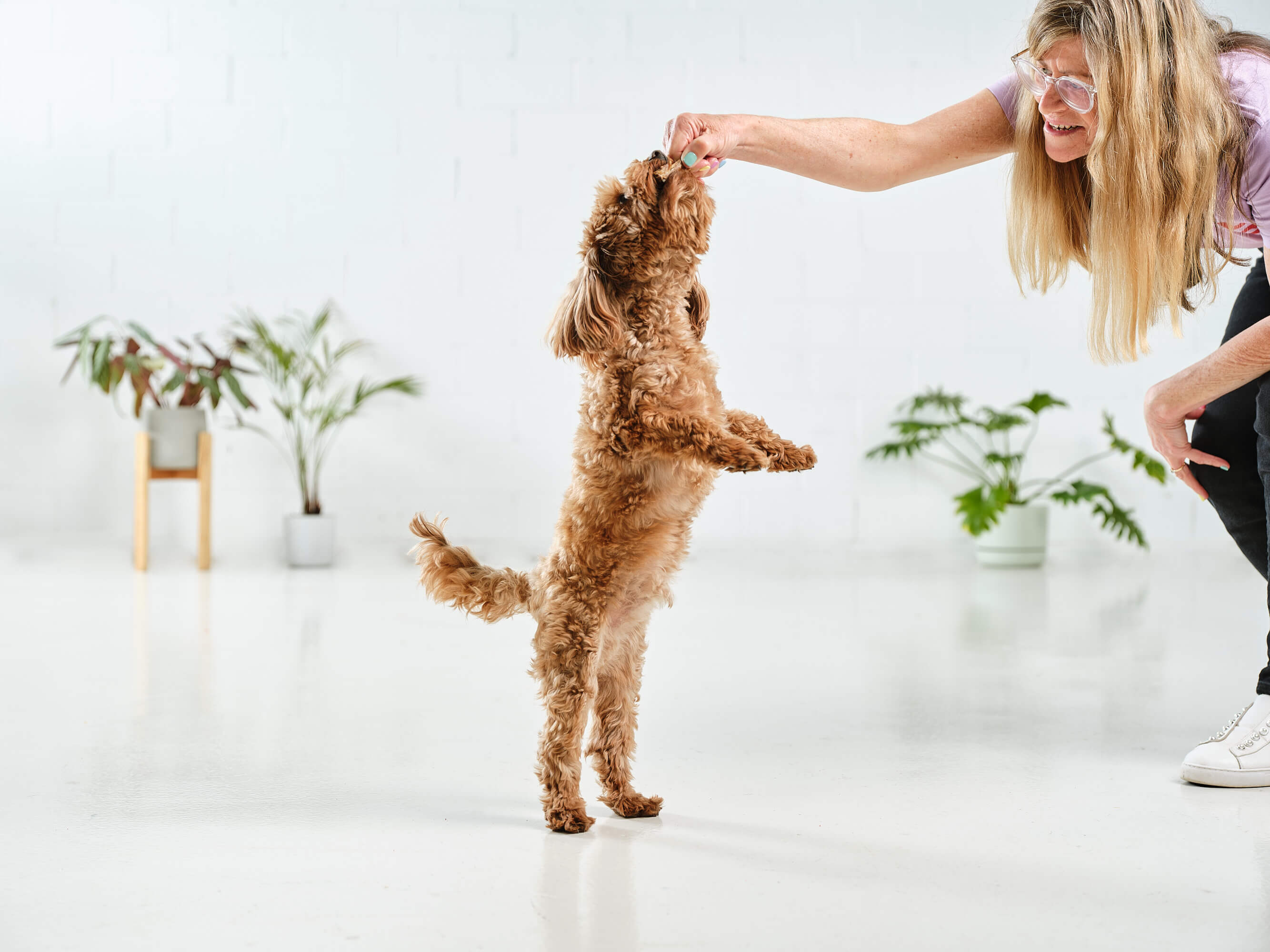 A fluffy moodle jumping up to eat a Dog Street Chicken Wing Tip that is being held out to him. 