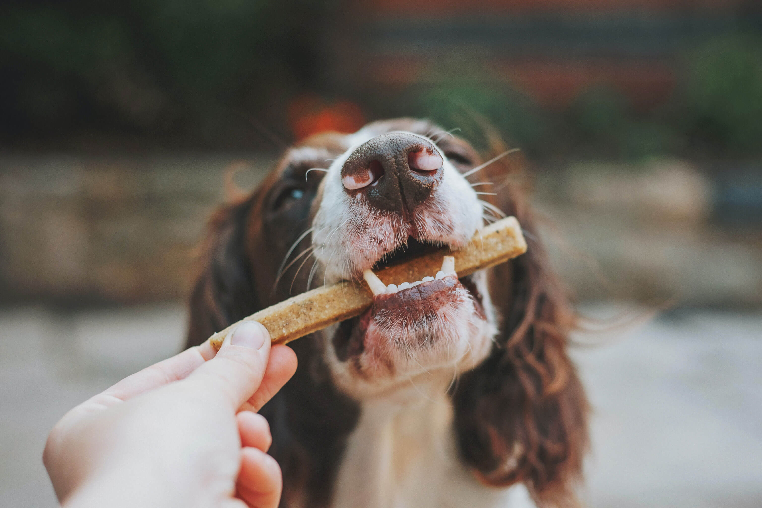 A spaniel eating a treat from someone's hand.