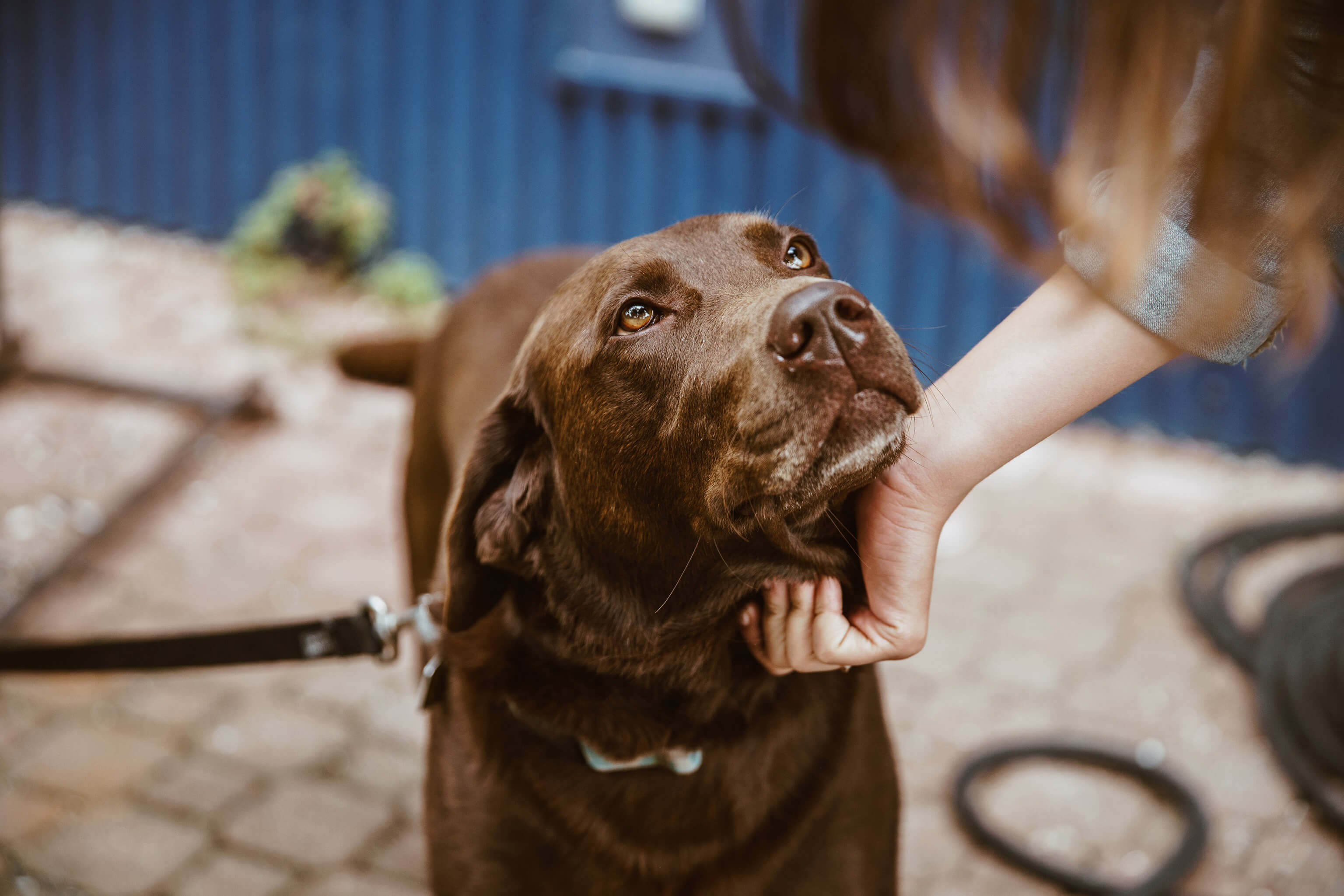 A brown lab looking up at her owner. 