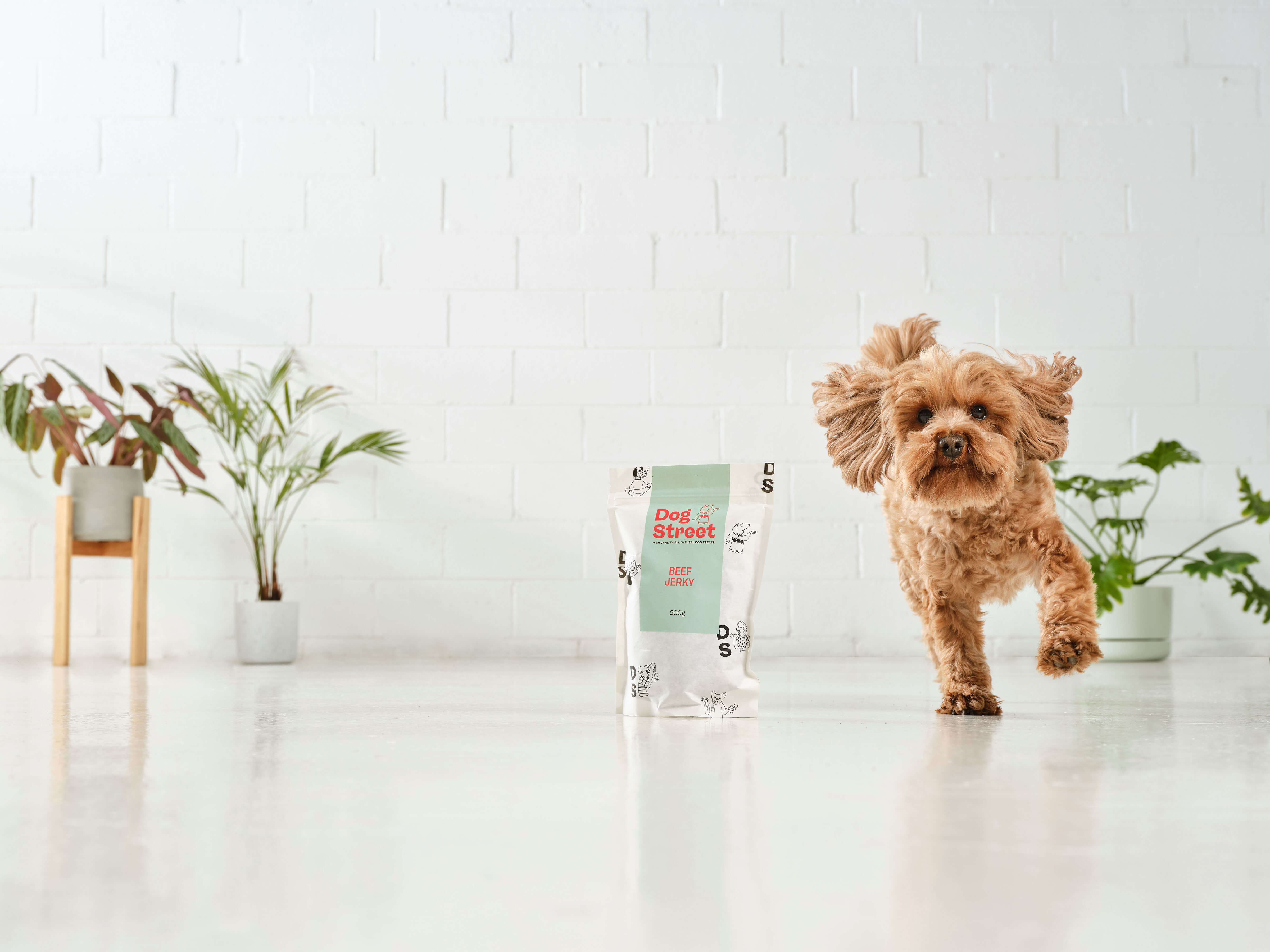 A fluffy moodle running past a Dog Street Beef Jerky pack.