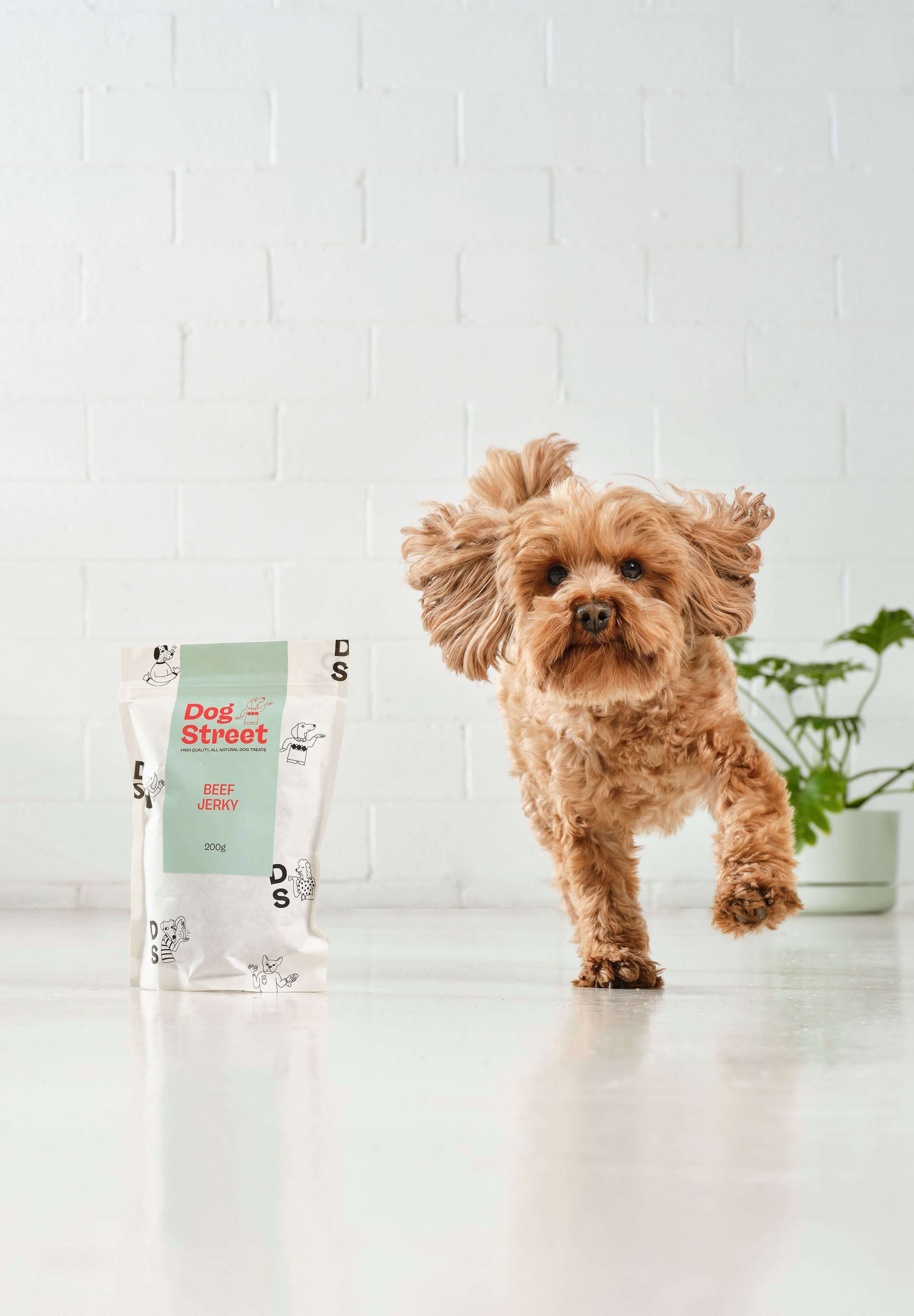 A fluffy moodle running past a Dog Street Beef Jerky pack.