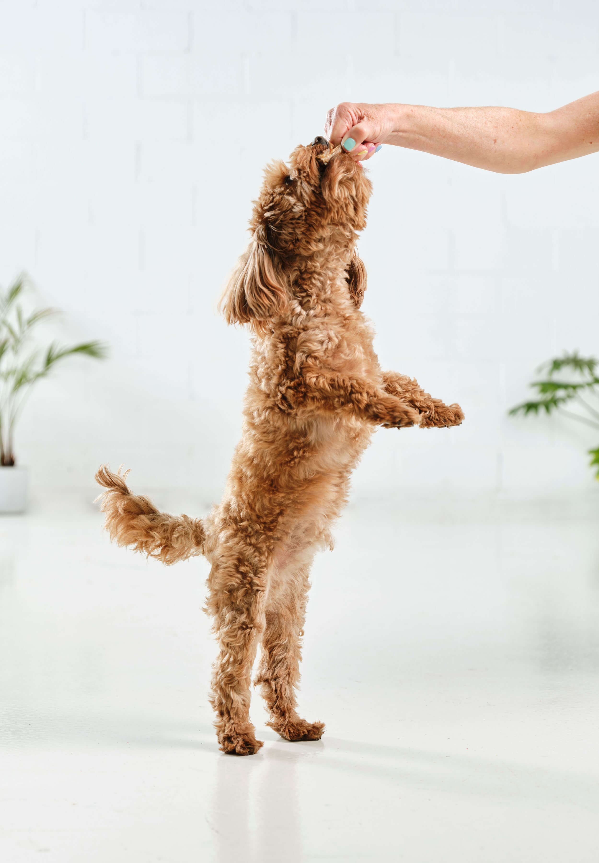 A fluffy moodle jumping up to eat a Dog Street Chicken Wing Tip that is being held out to him. 