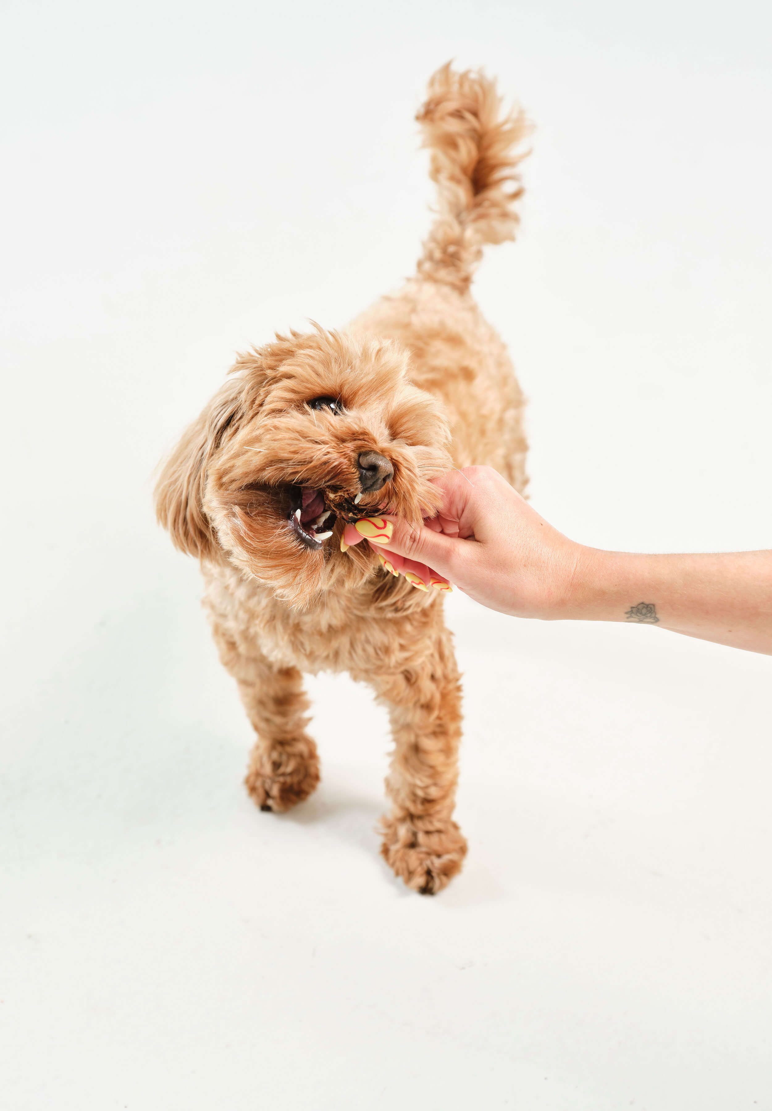 A fluffy moodle crunching on a piece of Dog Street Roo Jerky that is being held out to him. 