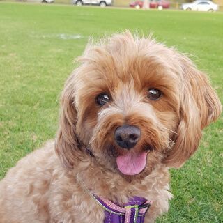 A moodle with a purple harness, smiling at the camera.