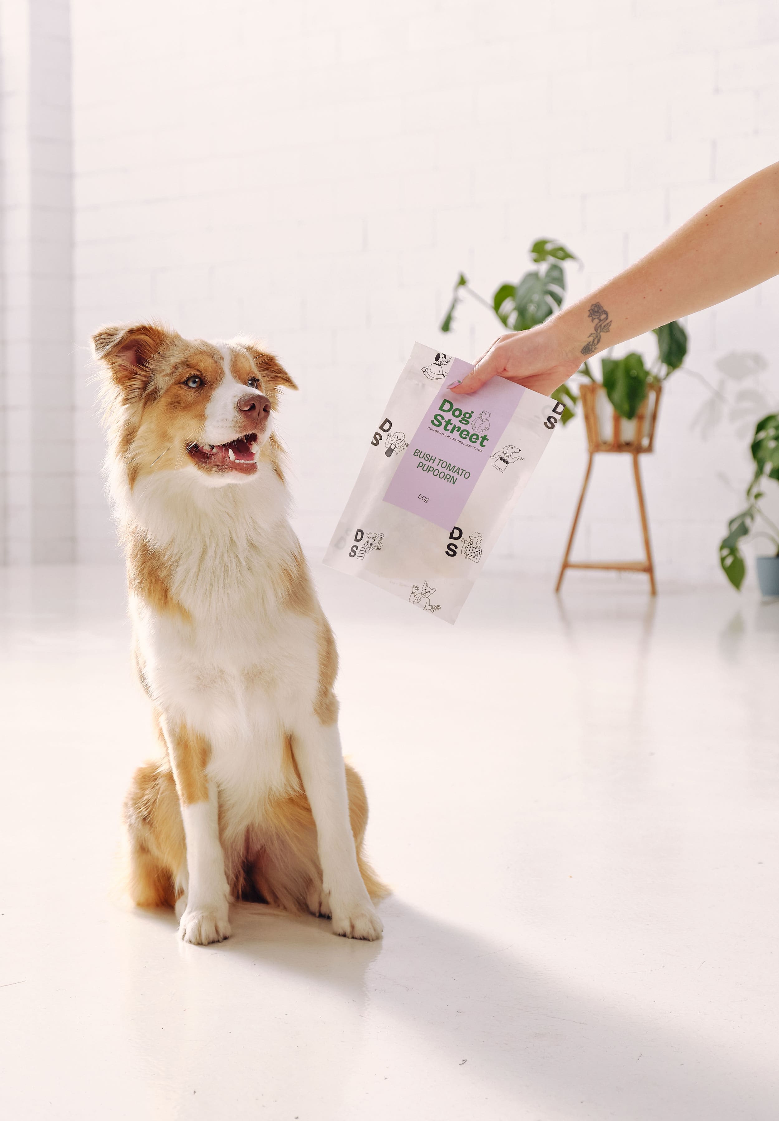 A border collie looks longingly at a pack of Dog Street Bush Tomato Popcorn being held in front of her.