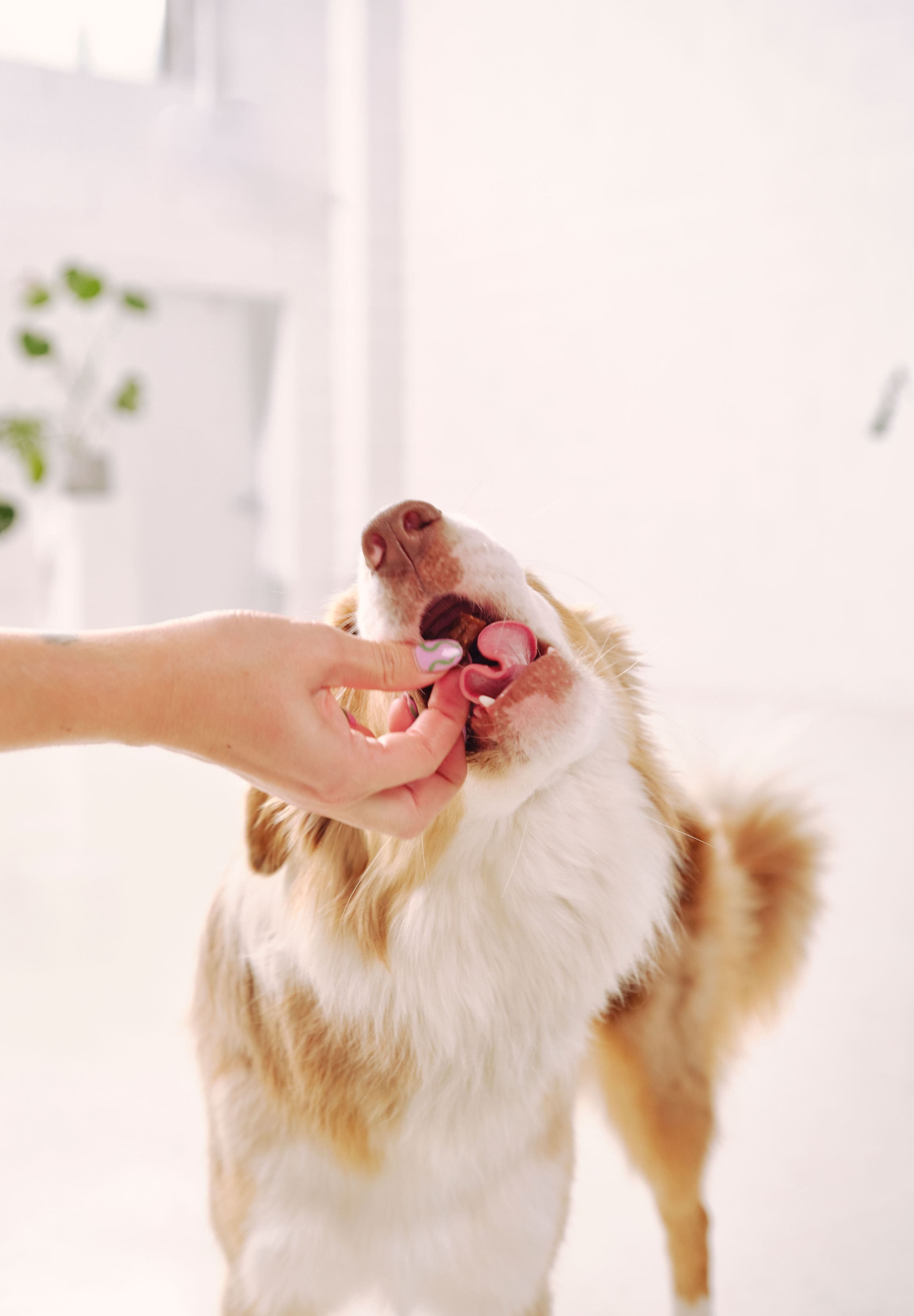 A border collie munches on a Dog Street bite.