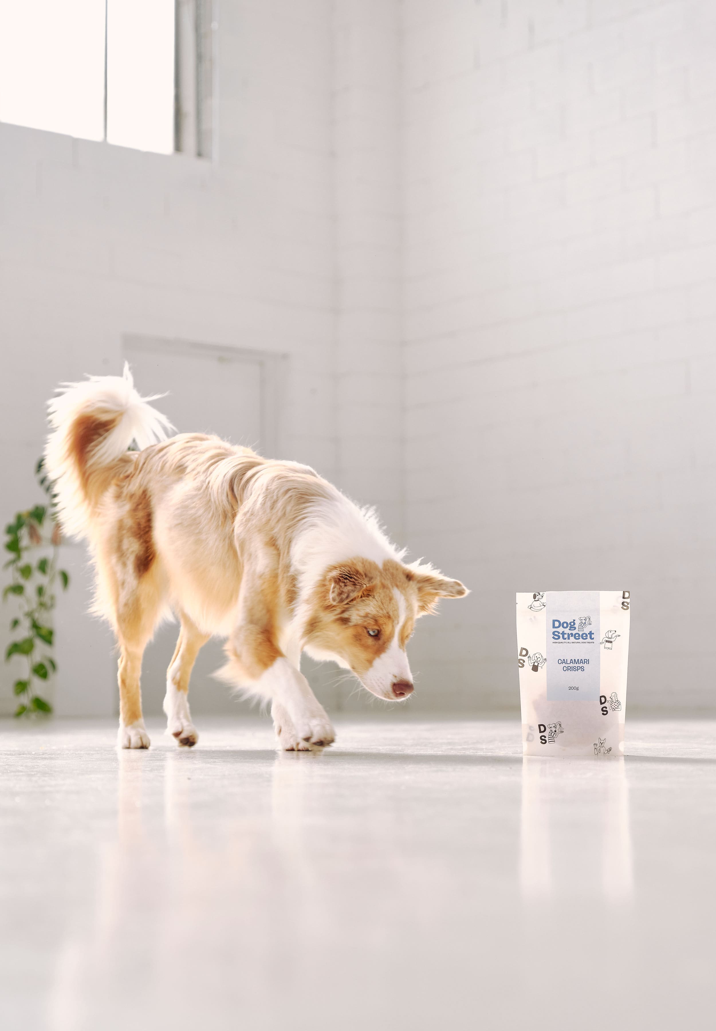 A border collie runs towards a pack of Dog Street Calamari Crisps. 