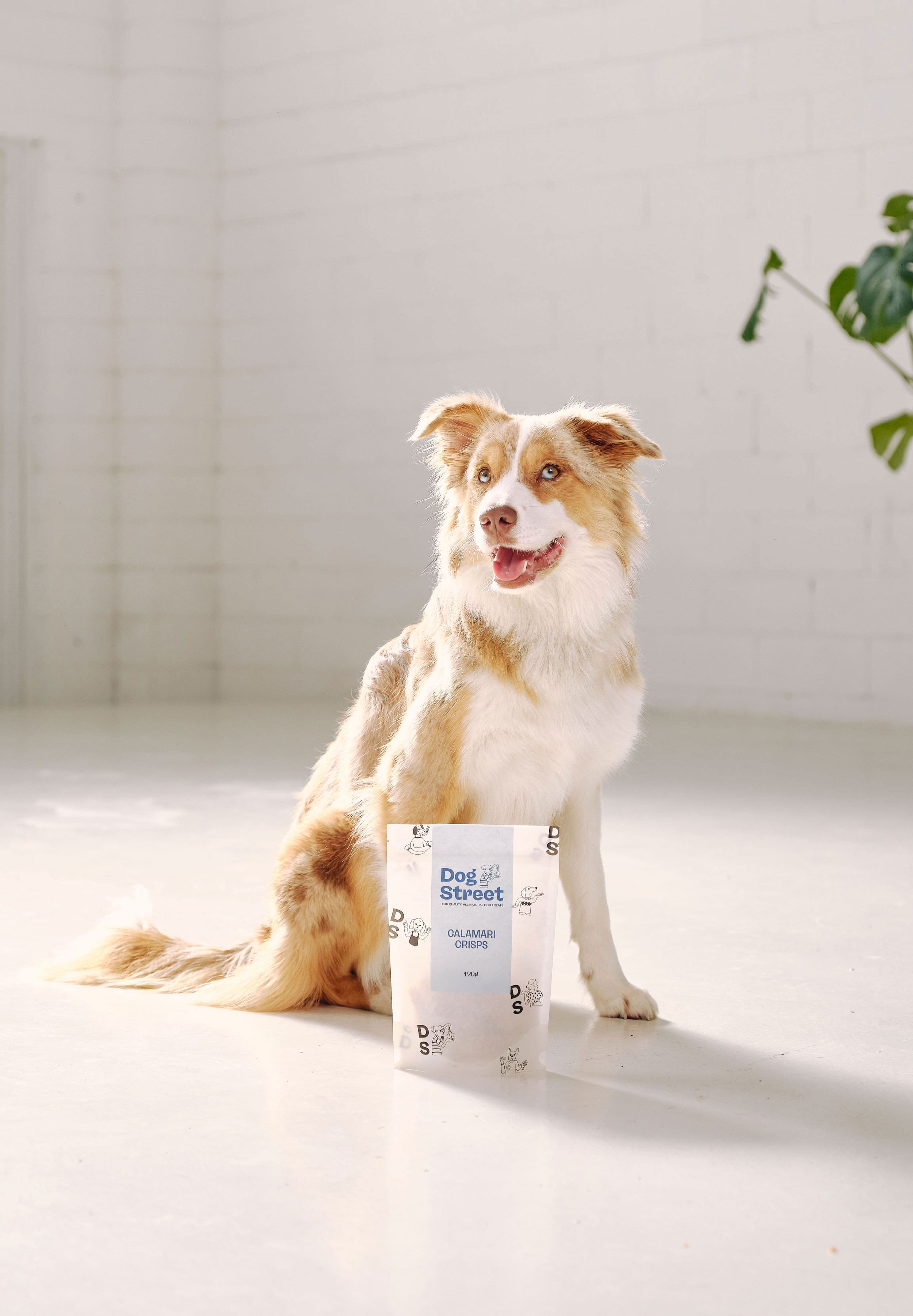 A border collie sits in front of a pack of Dog Street Calamari Crisps.