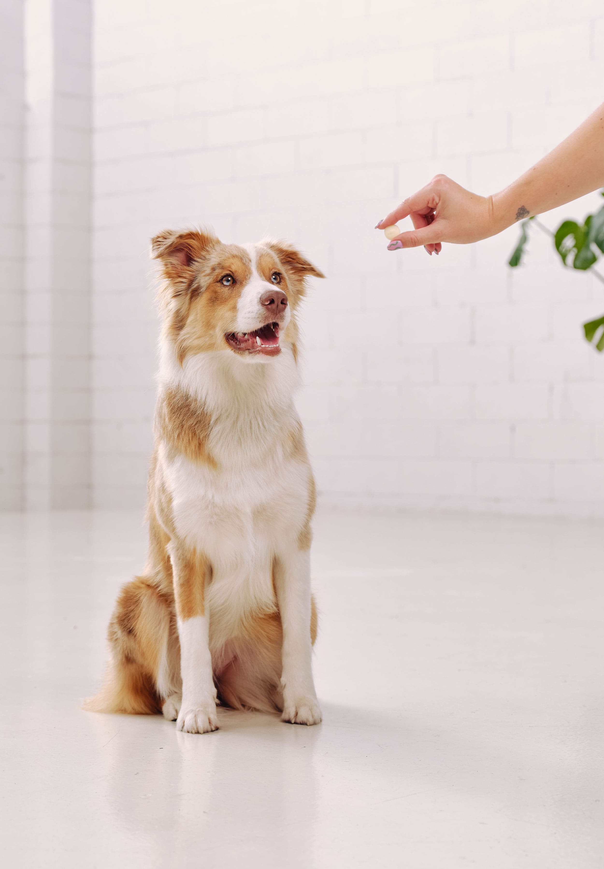 A border collie sitting and staring at a Dog Street Yoghurt Drop in an outstretched hand. 