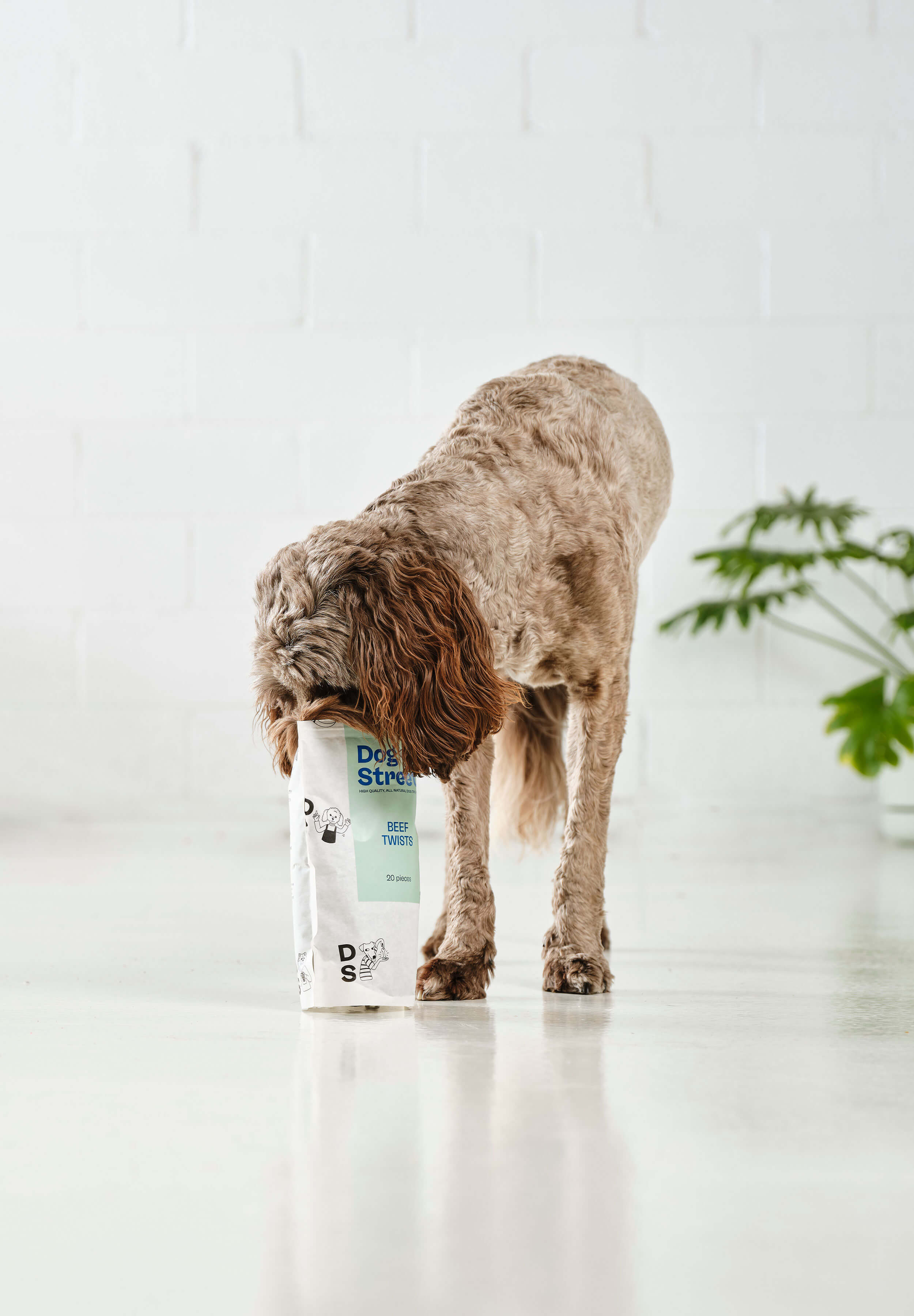 A brown poodle with her face in a pack of Dog Street Beef Twists. 