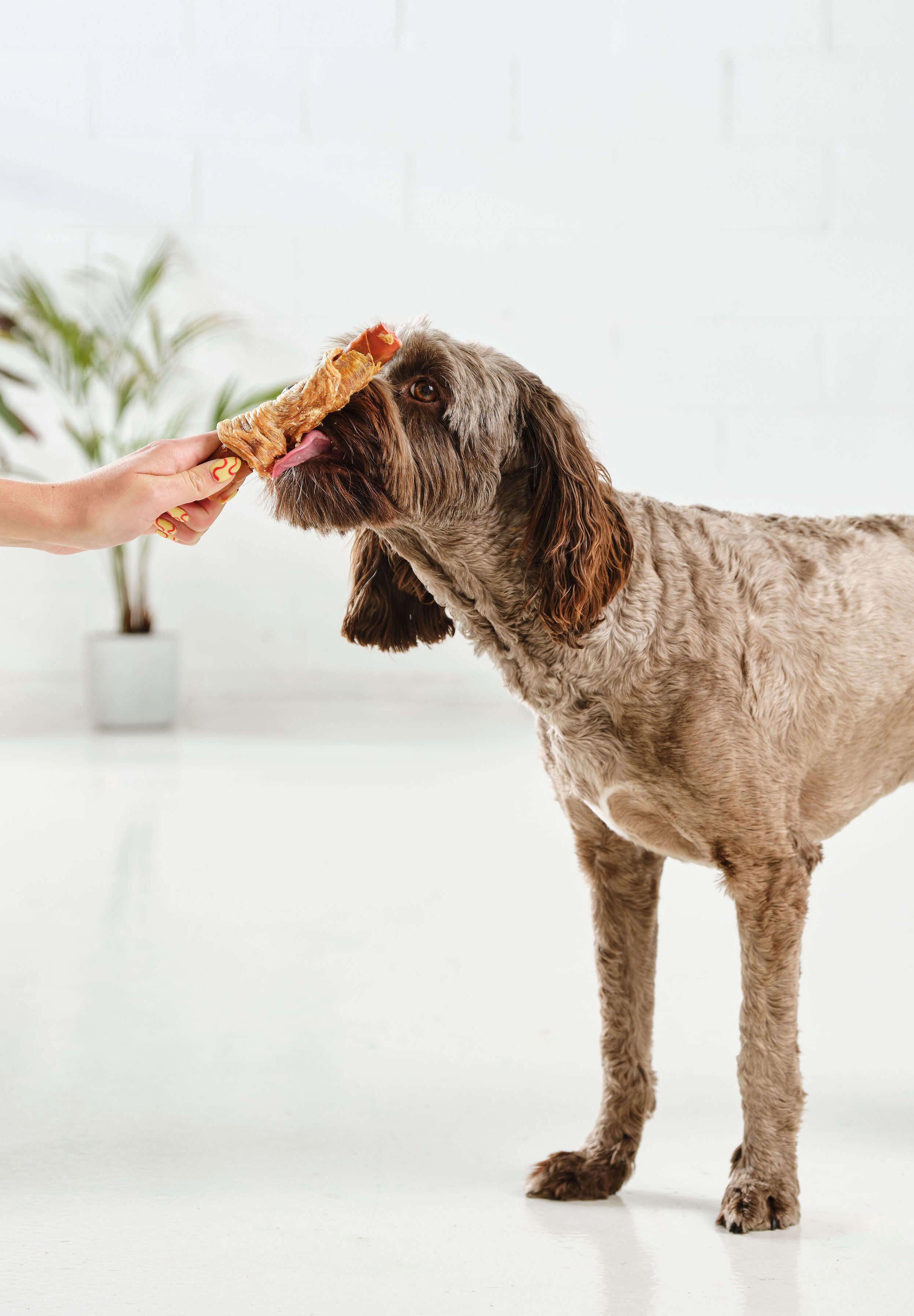 A brown poodle sniffing and licking a Dog Street Chicken Pork Roll from an outstretched hand. 