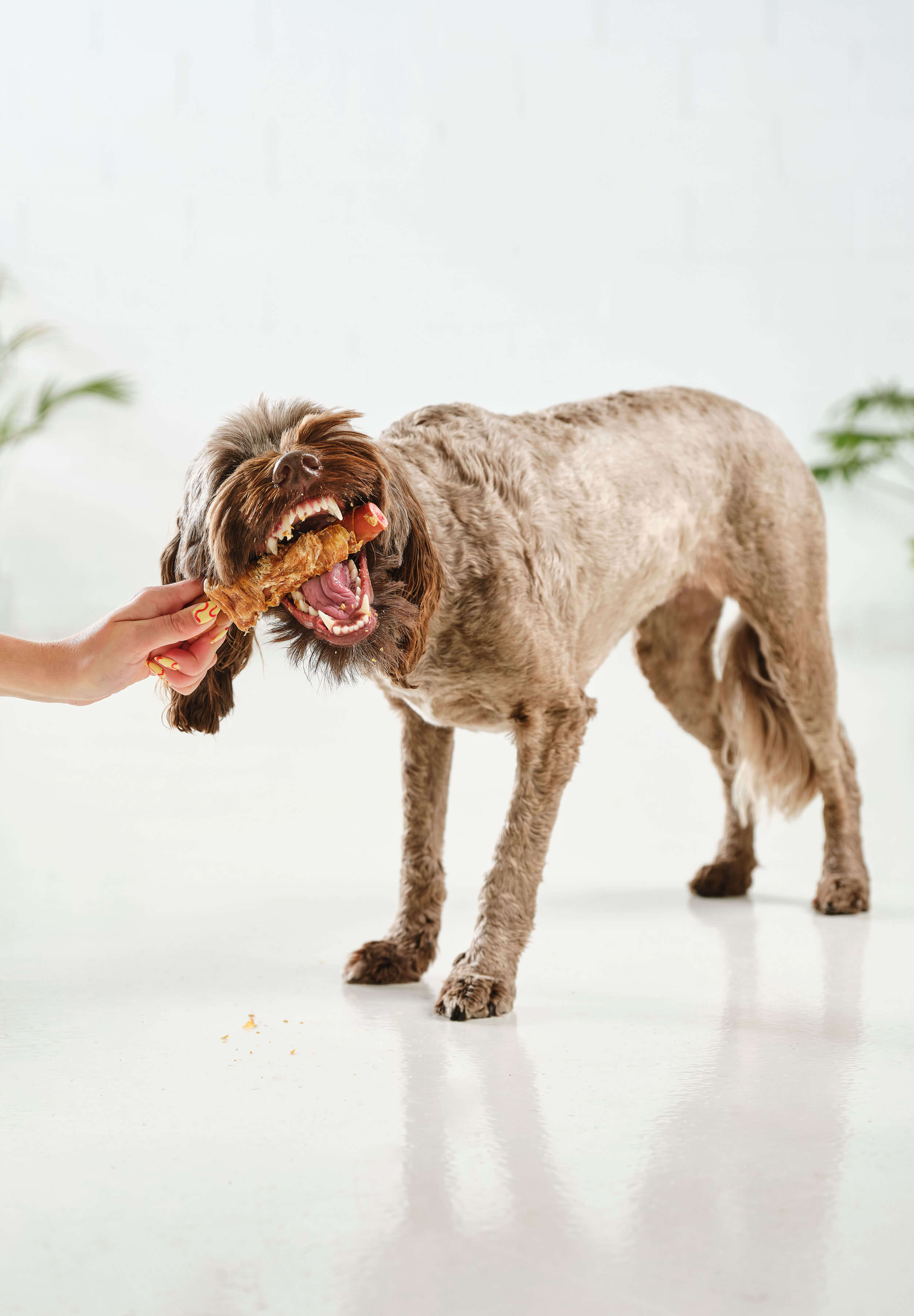 A brown poodle crunching on a Dog Street Chicken Pork Roll.