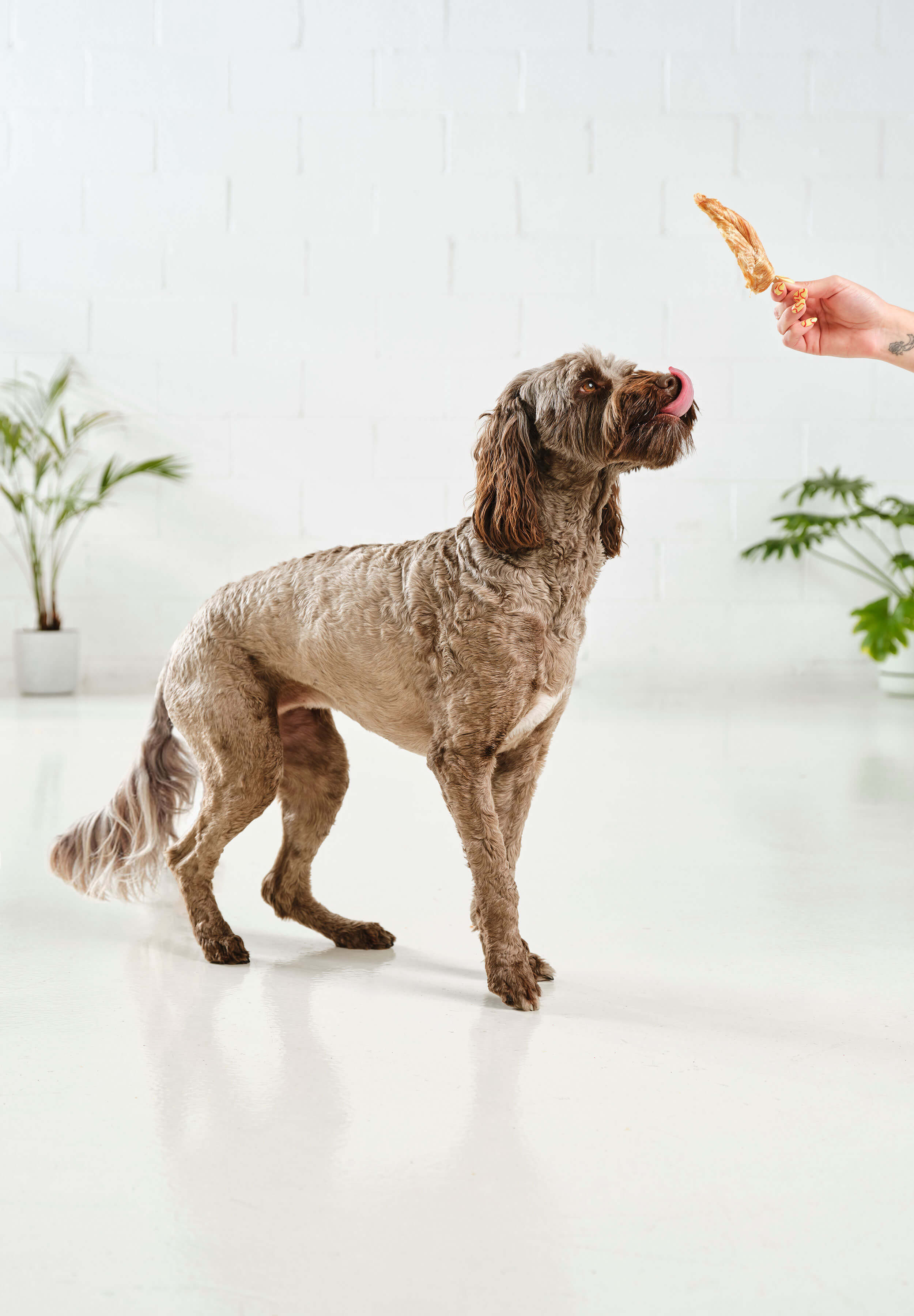 A brown poodle licking her lips at a Dog Street Chicken Pop.