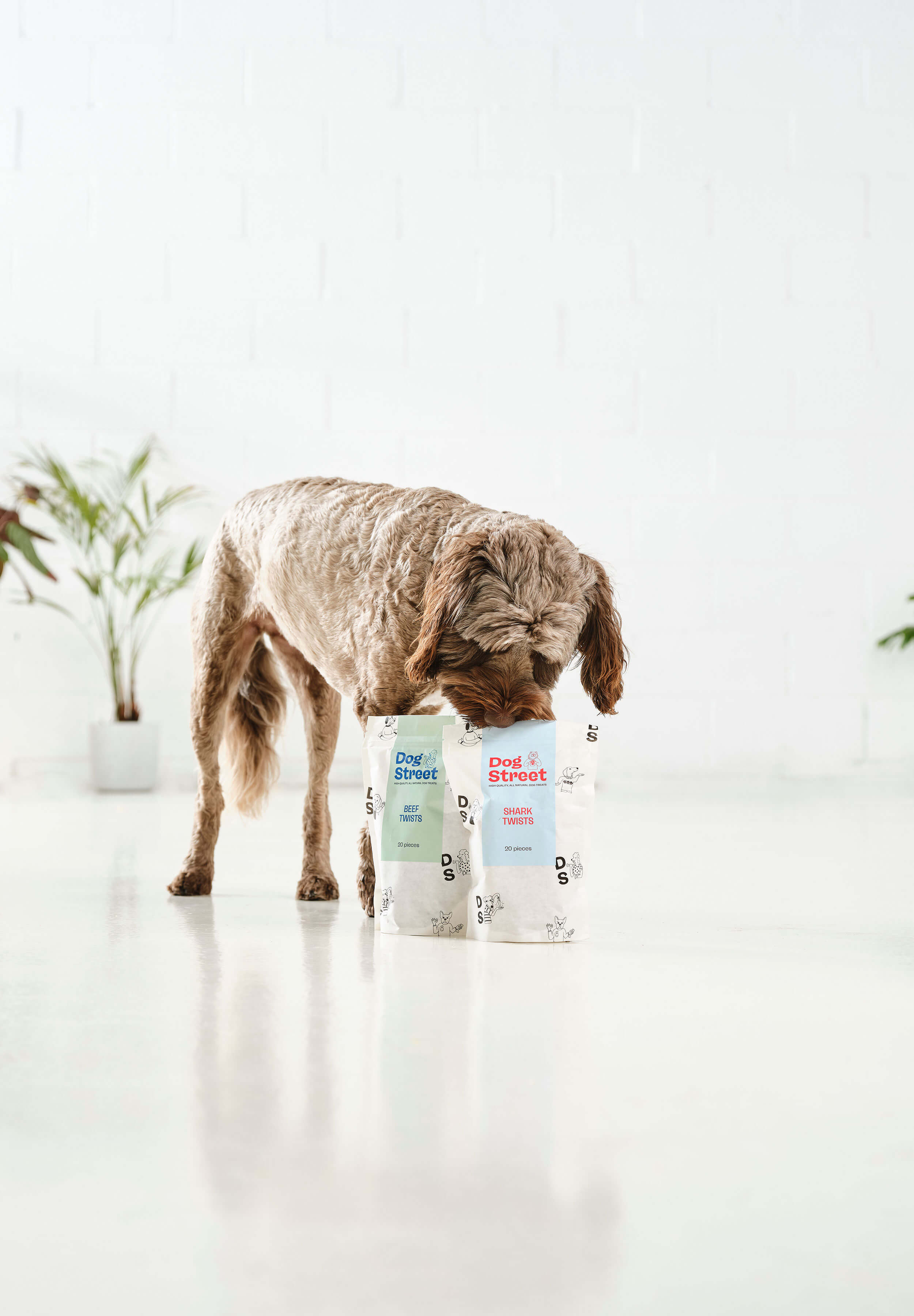 A brown poodle is standing over a Dog Street Shark Twist pack and a Beef Twist pack, sniffing into the packs. 