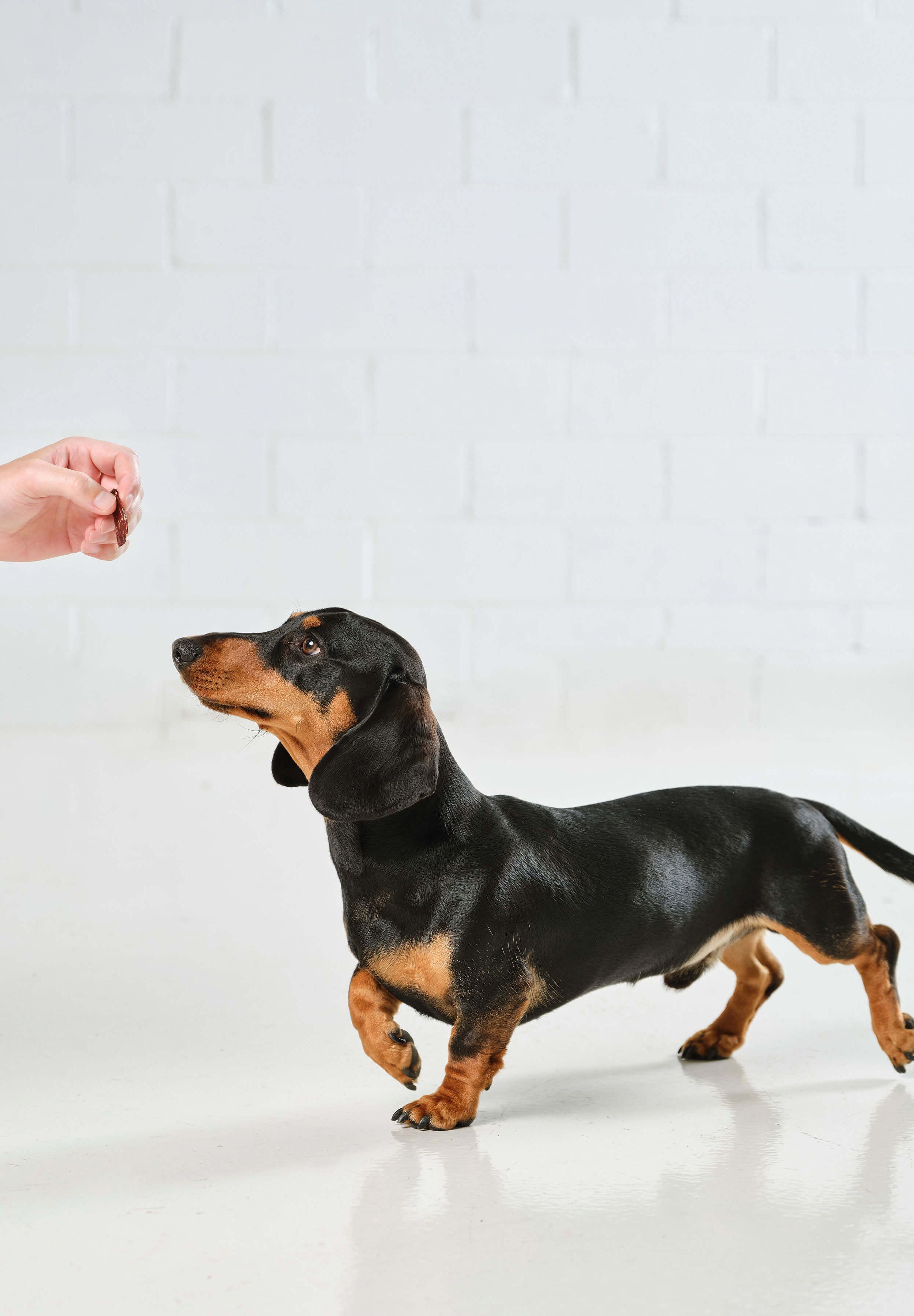 Sausage dog running towards a hand holding Dog Street Beef Jerky.