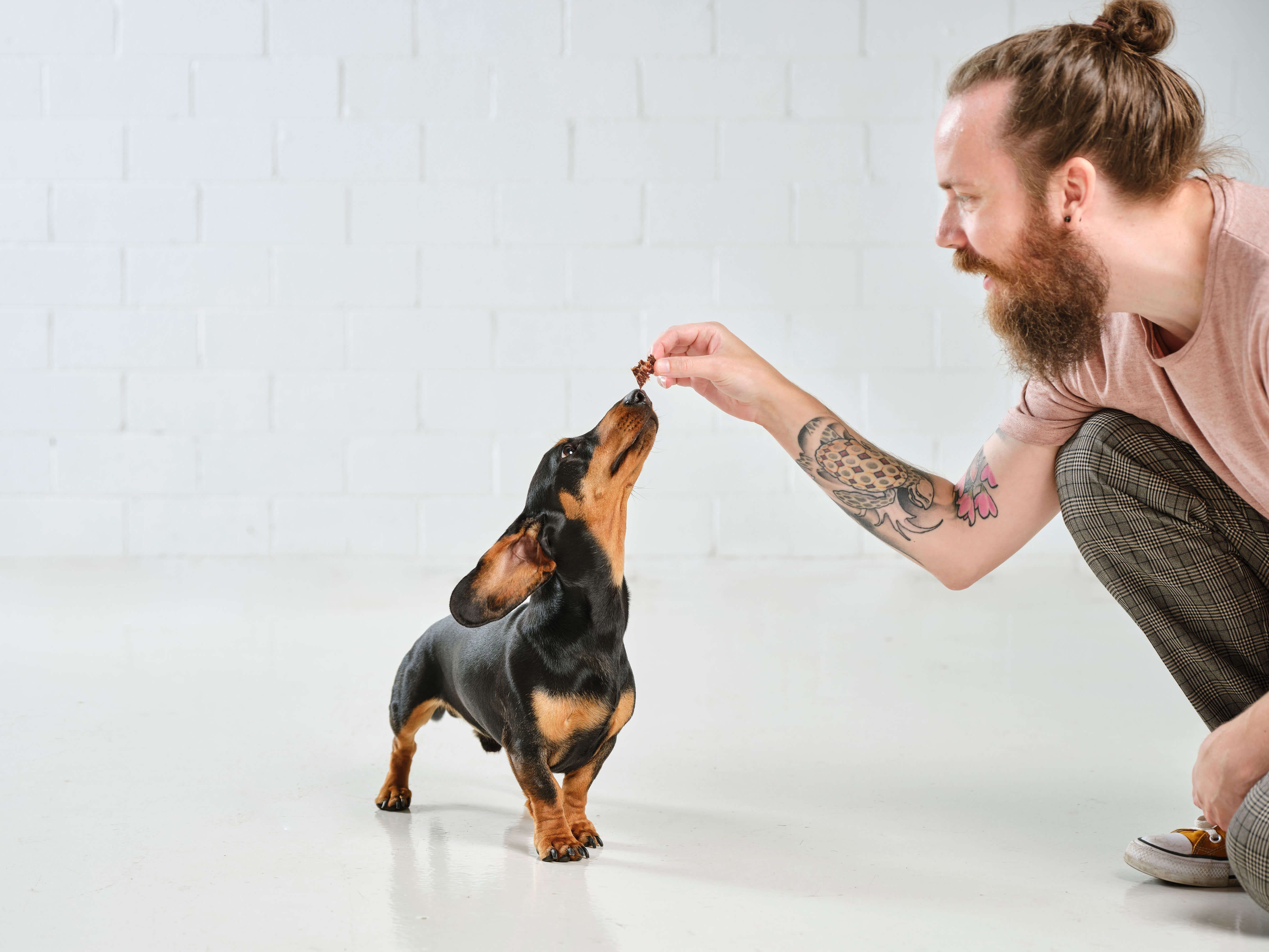 A man with a bun crouches next to a sausage dog, the sausage dog reached for the Dog Street Beef Jerky in the mans hand. 