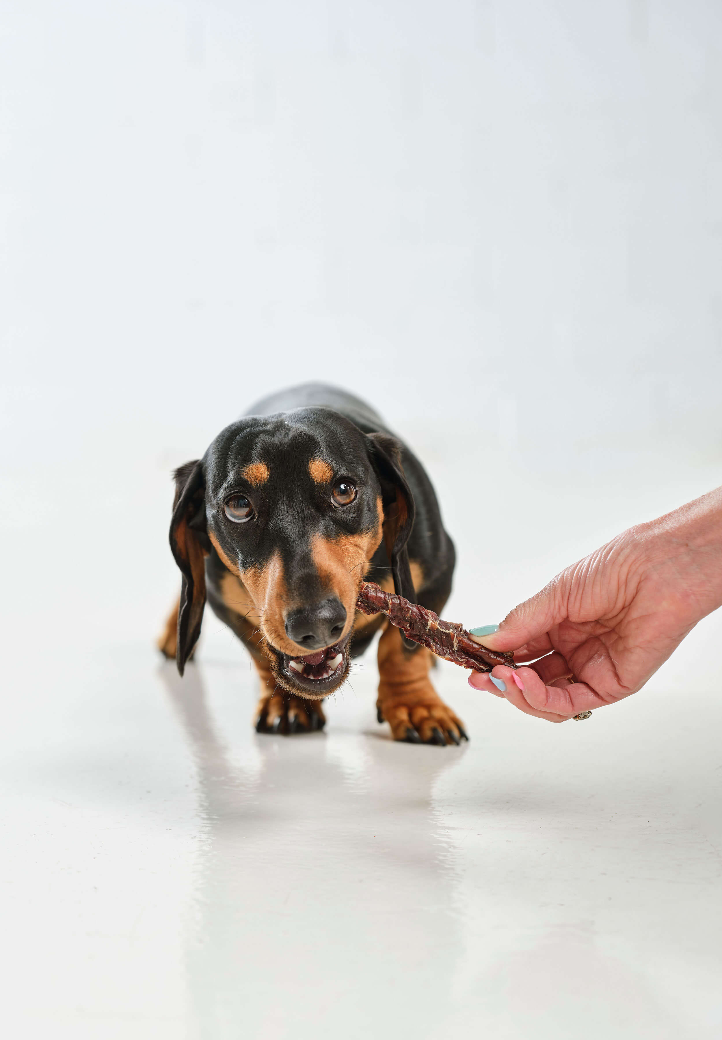 A sausage dog is eating a Dog Street Twist. 