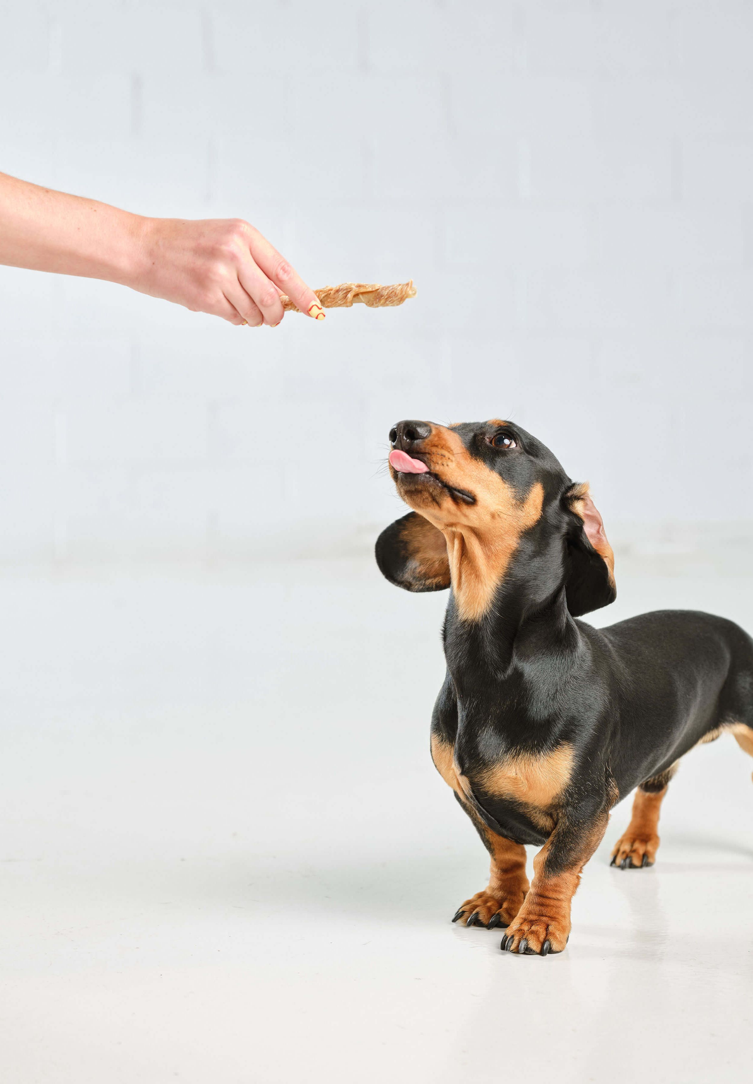 A sausage dog licks his lips and reaches towards a Dog Street Twist in an outstretched hand. 