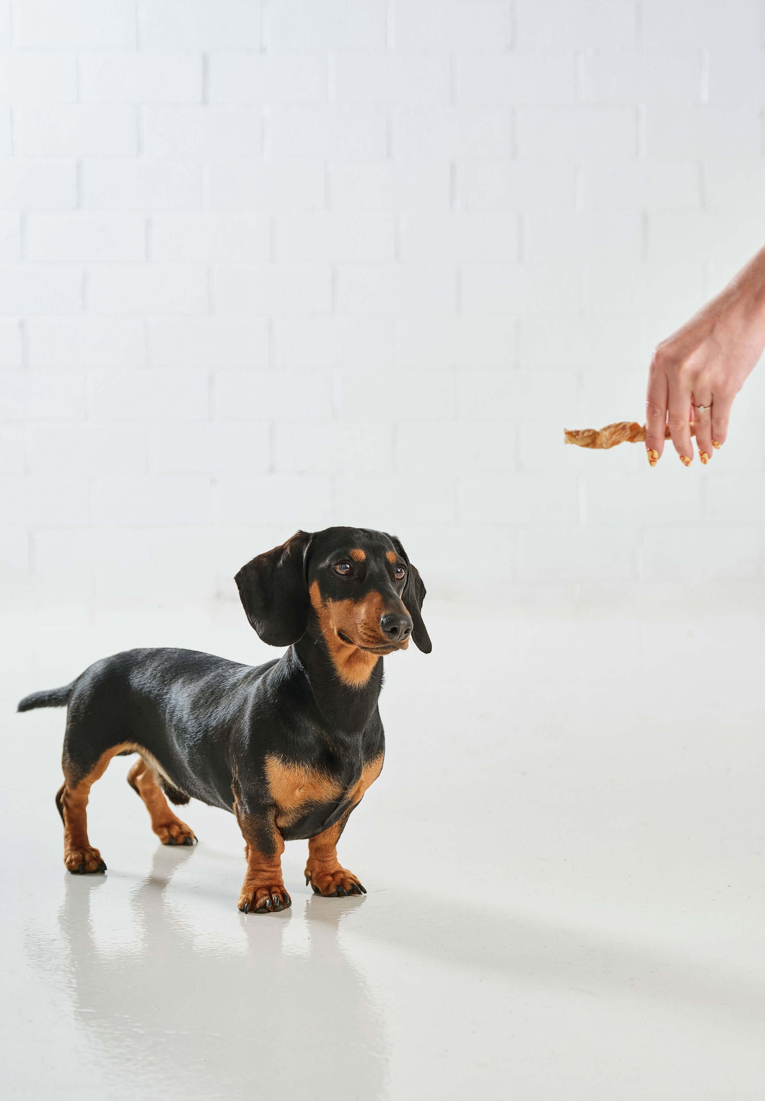 A sausage dog is standing and staring towards a Dog Street Twist in an outstretched hand. 